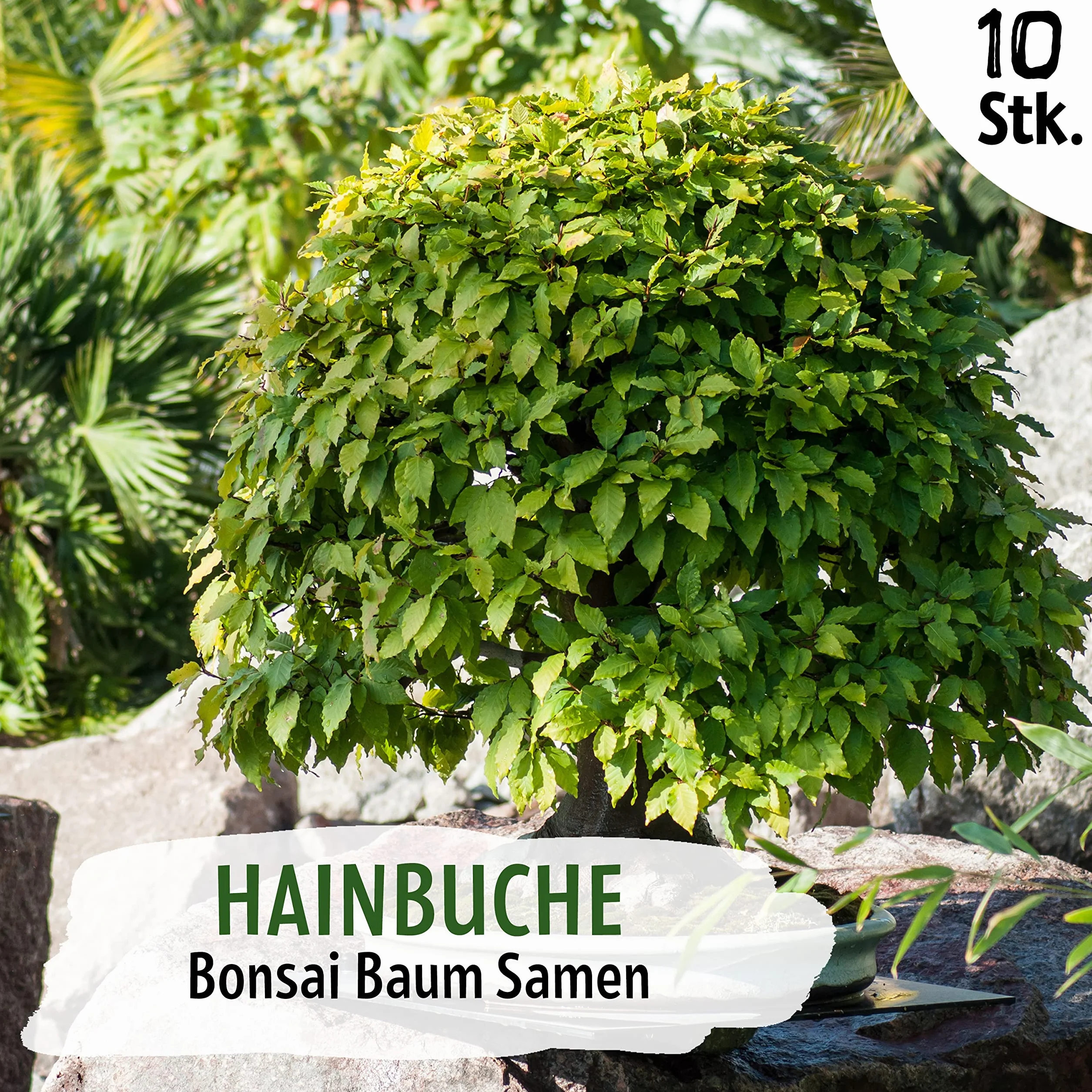 nasiona bonsai, grab bonsai, 10 nasion bonsai, wysoka wydajność kiełkowania Little Plants, piękne bonsai do własnej uprawy, zrównoważone opakowanie