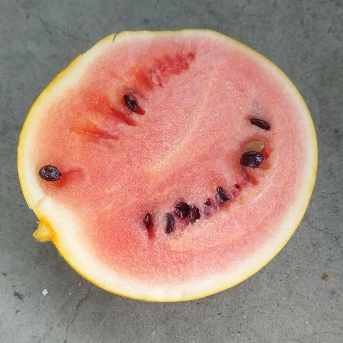 Arbuz 'Golden MIdget' (Citrullus lanatus) - ok. 5 nasion