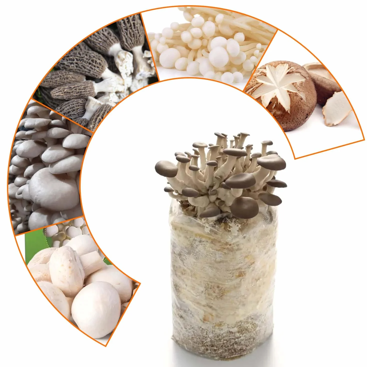 30 sztuk worków do uprawy grzybów: 32 x 50 cm, worek do uprawy grzybów PP z filtrem 0,2 mikrometra, Mushroom Spawn Grow Bag do grzybów shiitake, enoki, boczniaków itd.