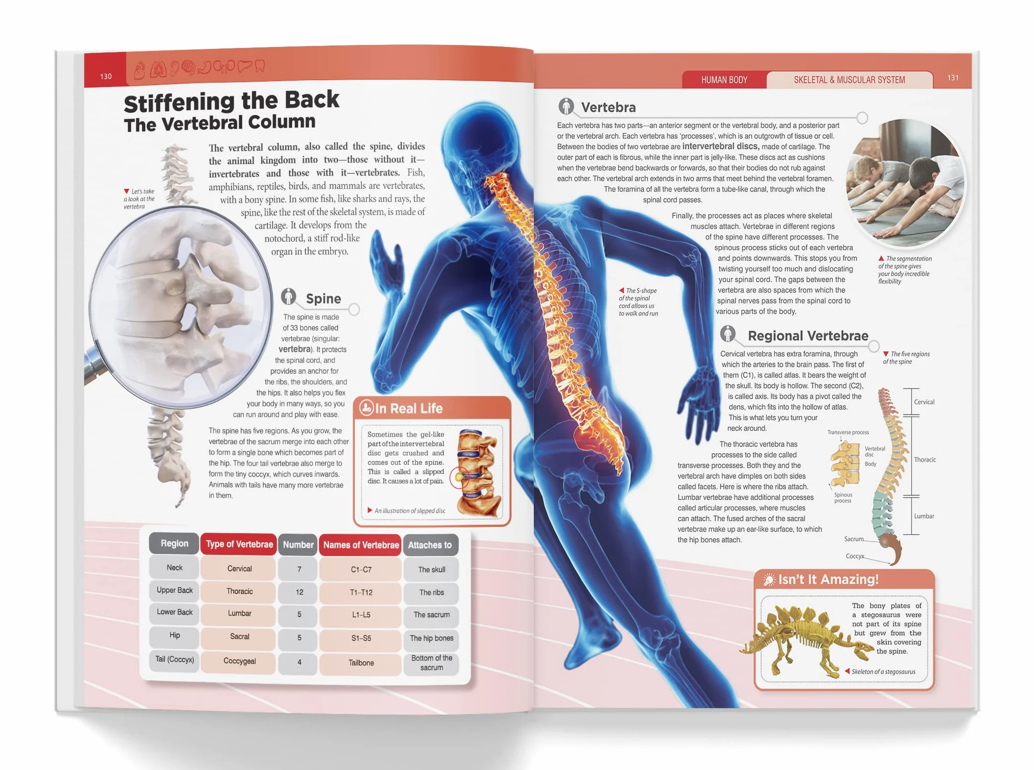 Knowledge Encyclopedia: Human Body