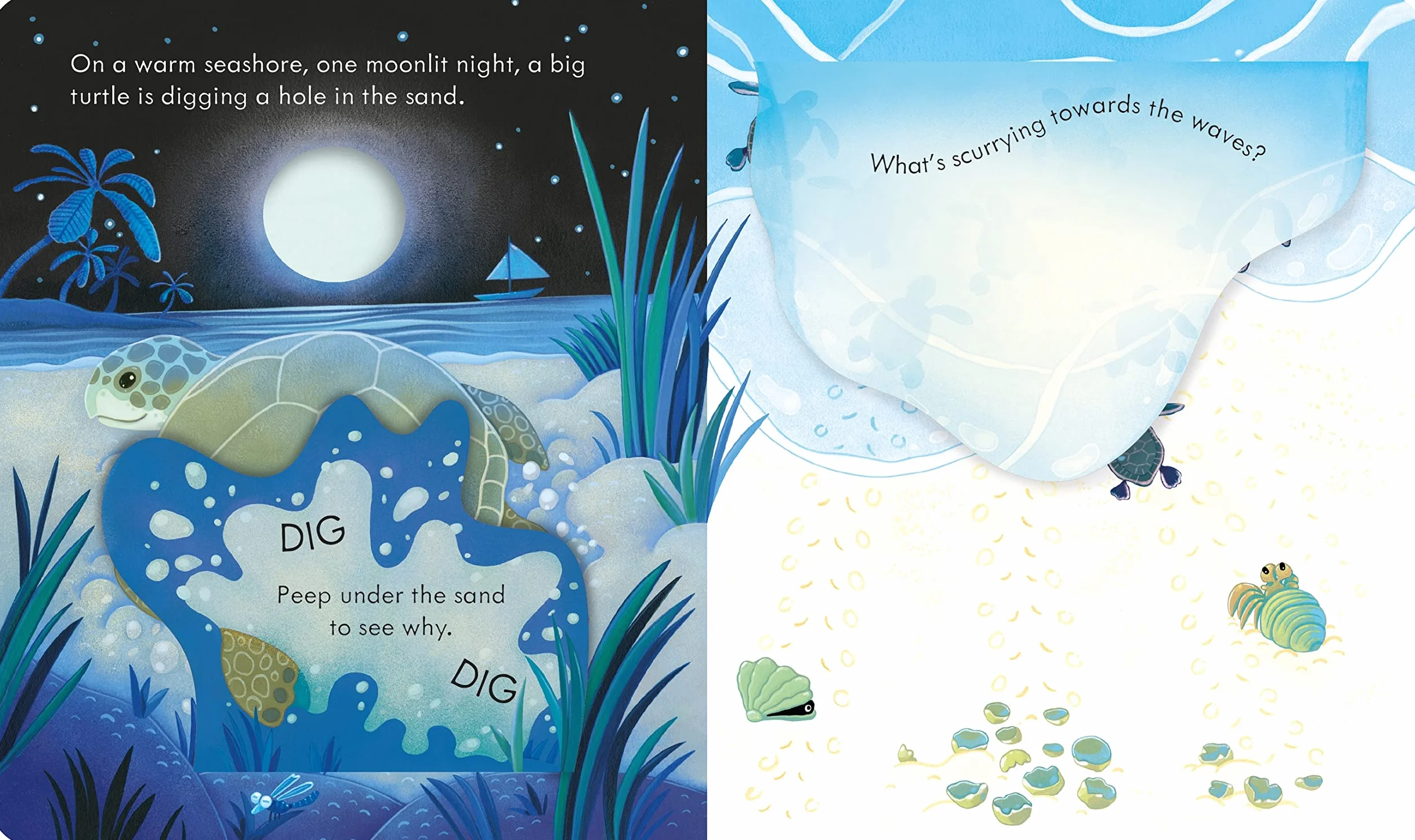 Peep Inside the Seashore