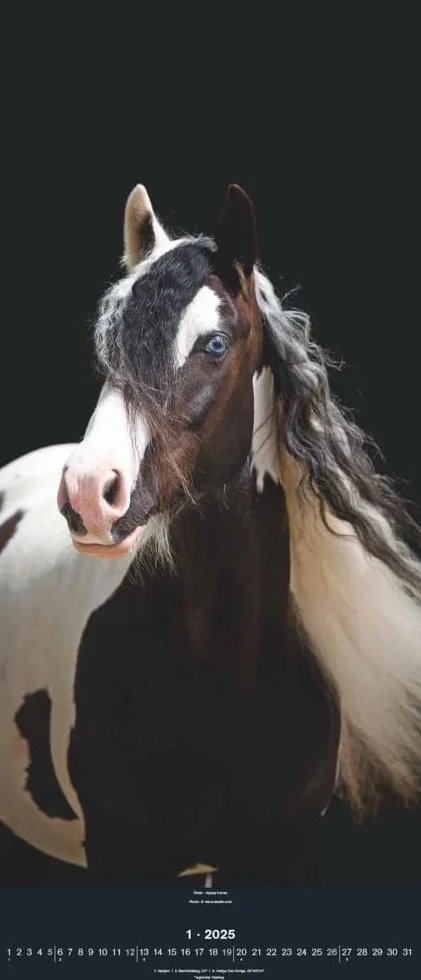 N NEUMANNVERLAGE - Beautiful Horses 2025 Wandkalender, 30x70cm, Kalender mit zwölf grandiosen Pferdeportraits, außergewöhnliche Aufnahmen, Spiralbindung und internationales Kalendarium