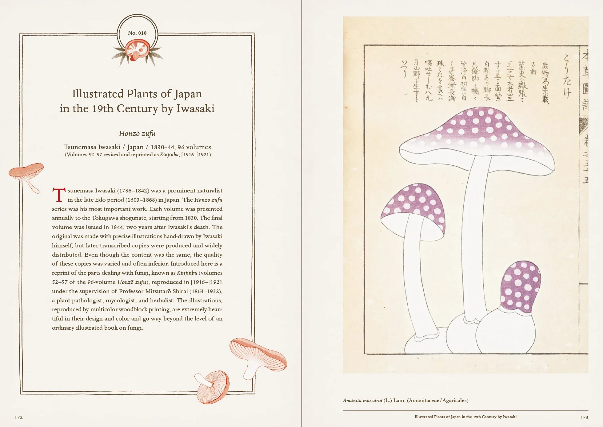 Mushroom Botanical Art /anglais