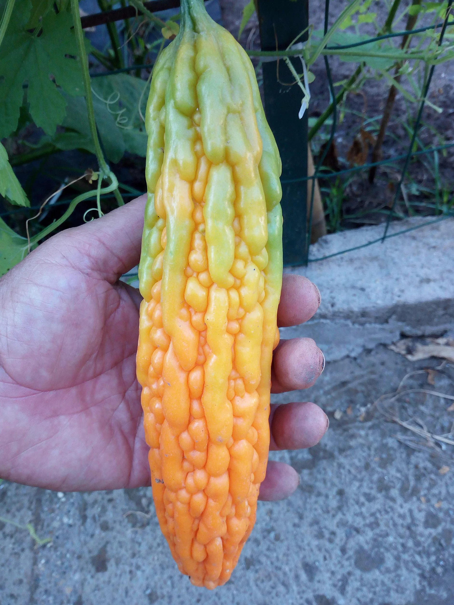 Gorzki melon, gorzki Gourd nasiona - Momordica charantia
