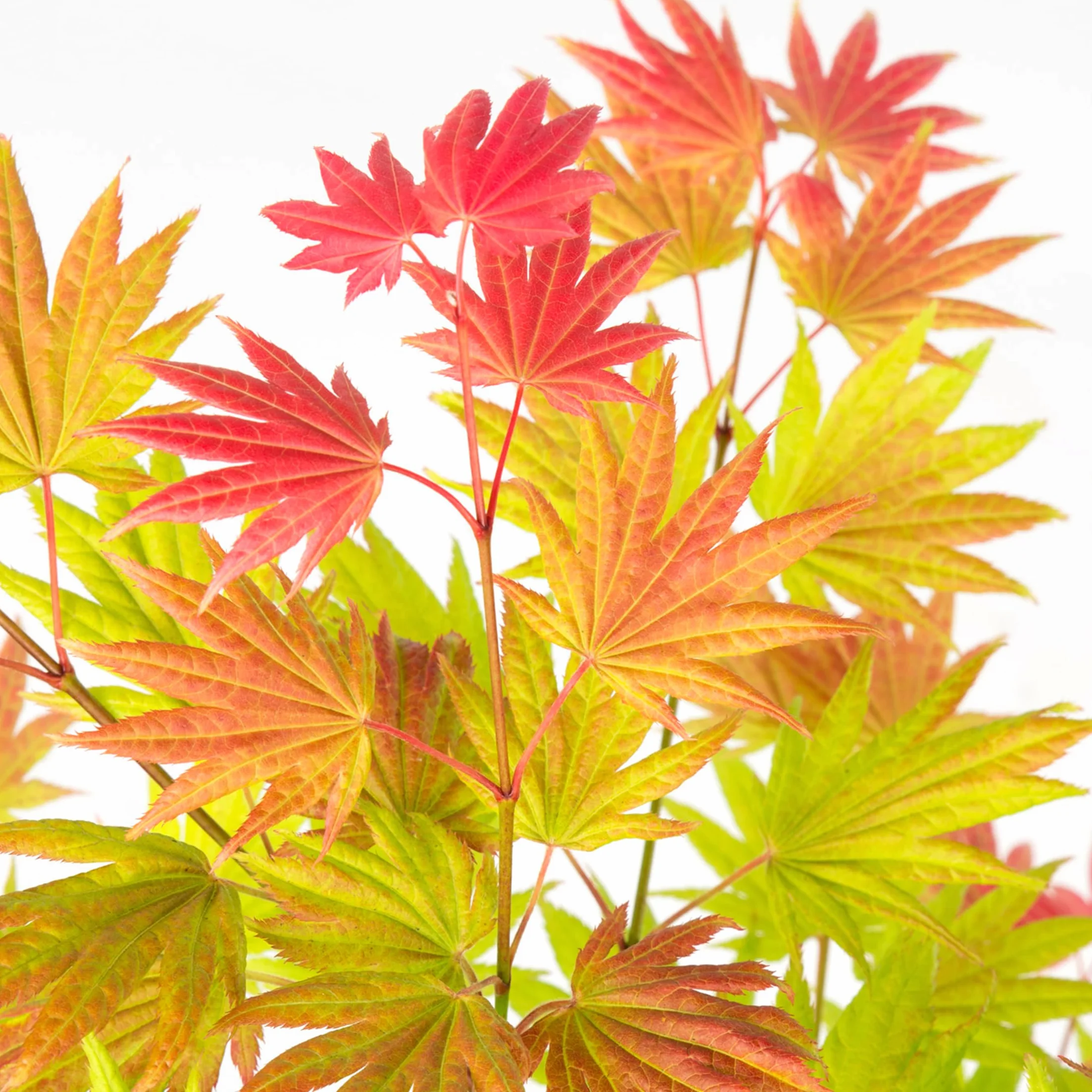 Plant in a Box - Acer palmatum 'Moonrise' - klon japoński Odporny na zimę - Doniczka 19cm - Wysokość 40-50cm