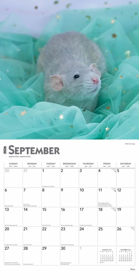 Rats – Ratten 2026 – 16-Monatskalender: Original BrownTrout-Kalender [Mehrsprachig] [Kalender]