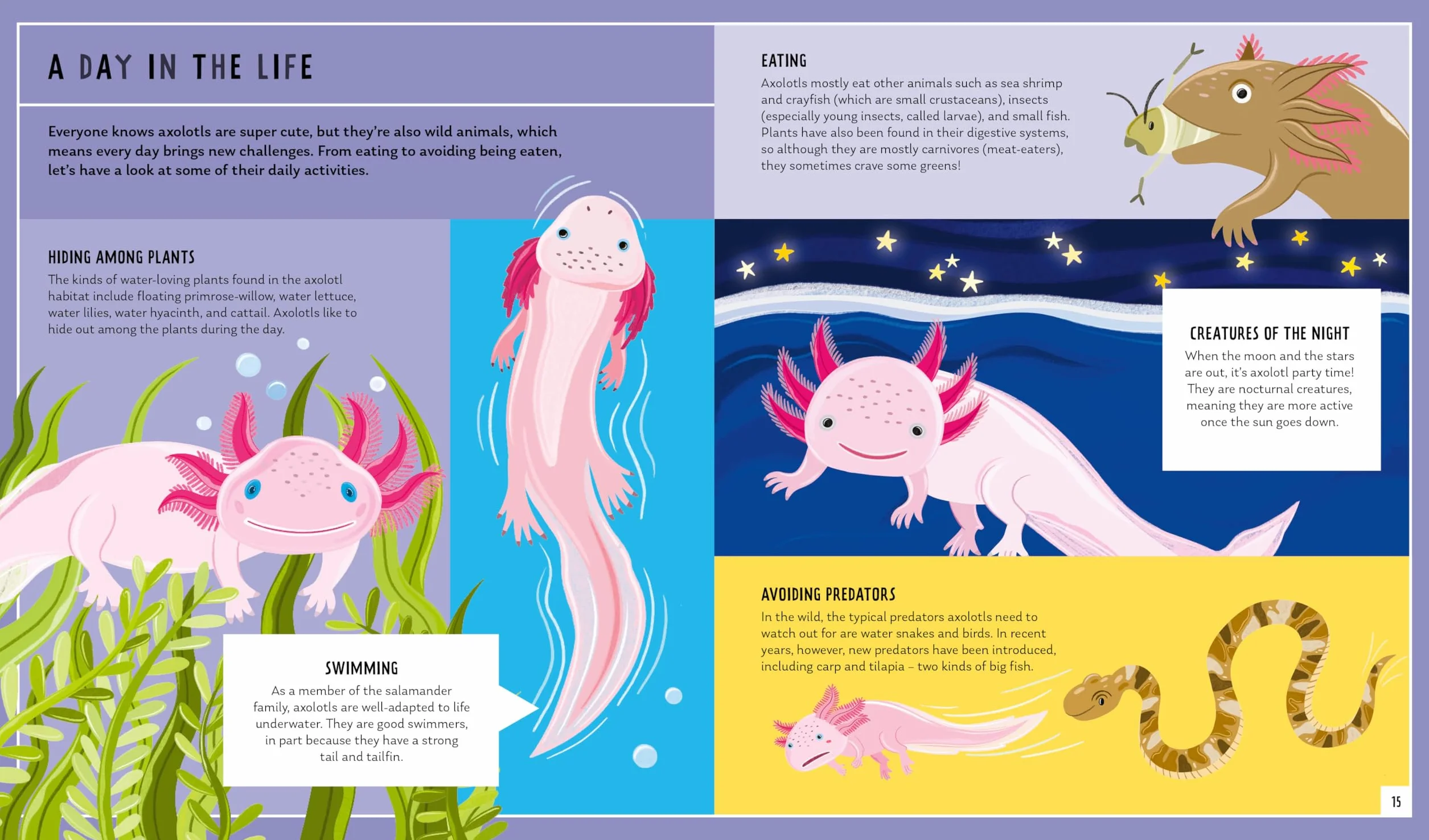 Axolotl (Young Zoologist): A First Field Guide to the Amphibian That Never Grows Up