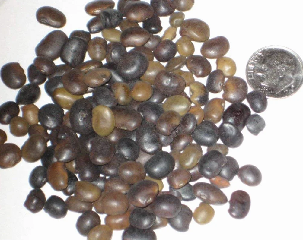 250 giapponese Seed Pagoda bonsai pacchetto Sophora Japonica:Seeds