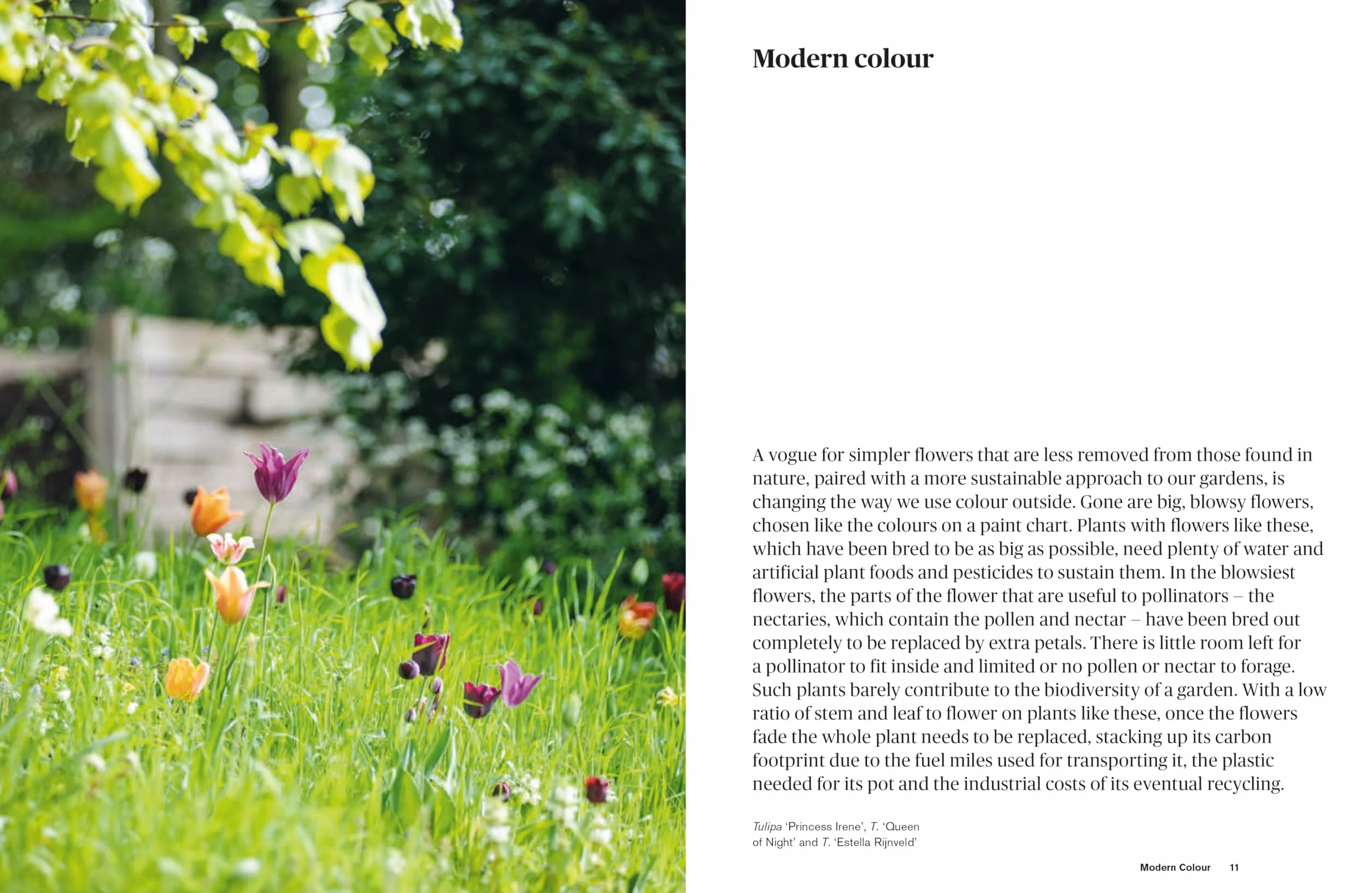 Colour in the Garden: Stylish Ideas for Year-Round Colour