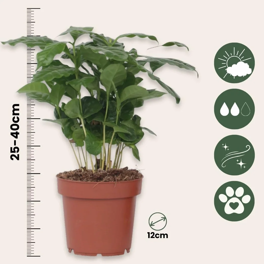 Plant in a Box - Kawowiec - Coffea arabica - Wysokość 25-40cm - Pot 12cm - Roślina doniczkowa - Zielony