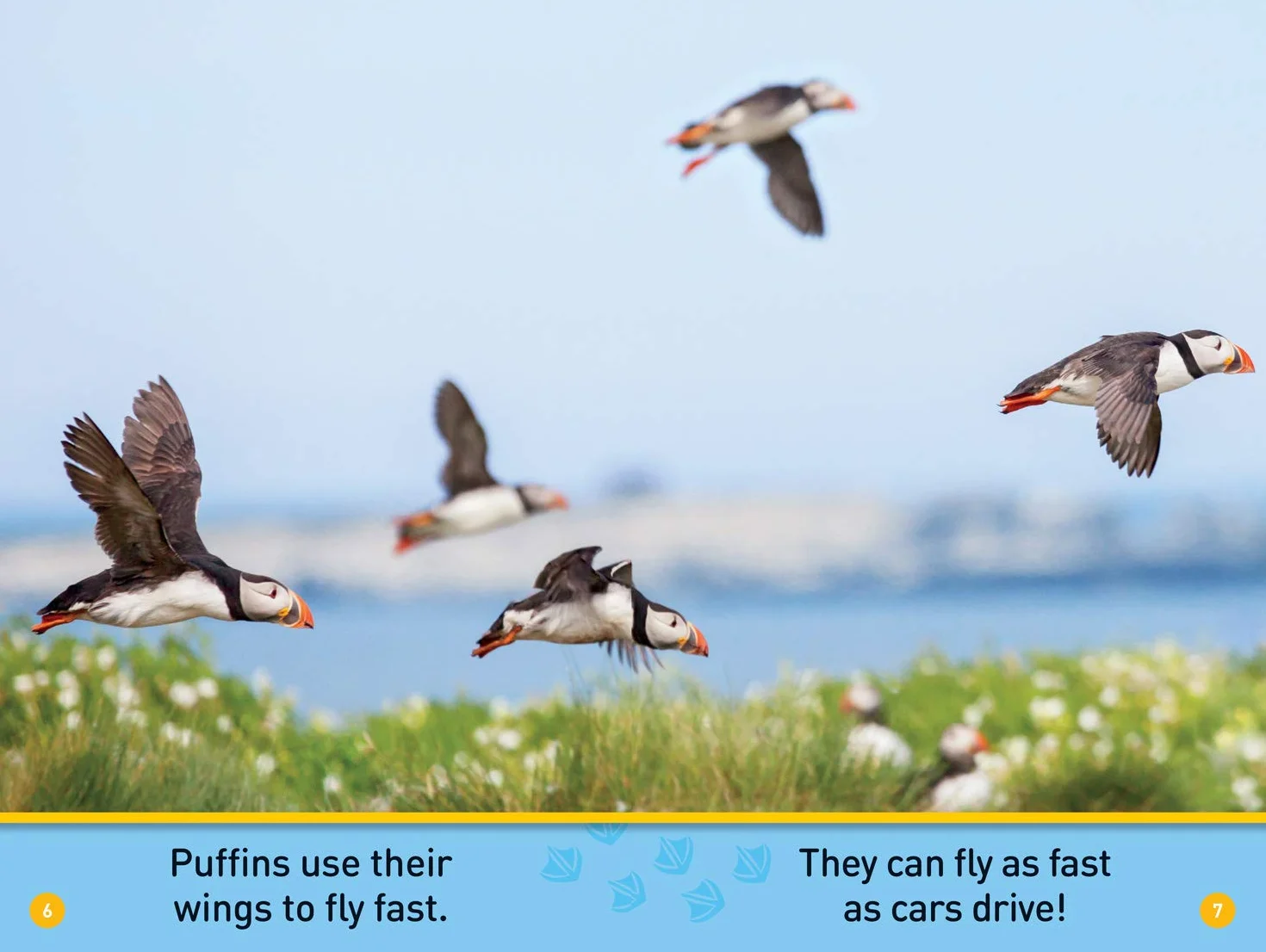 Puffins (Pre-Reader)