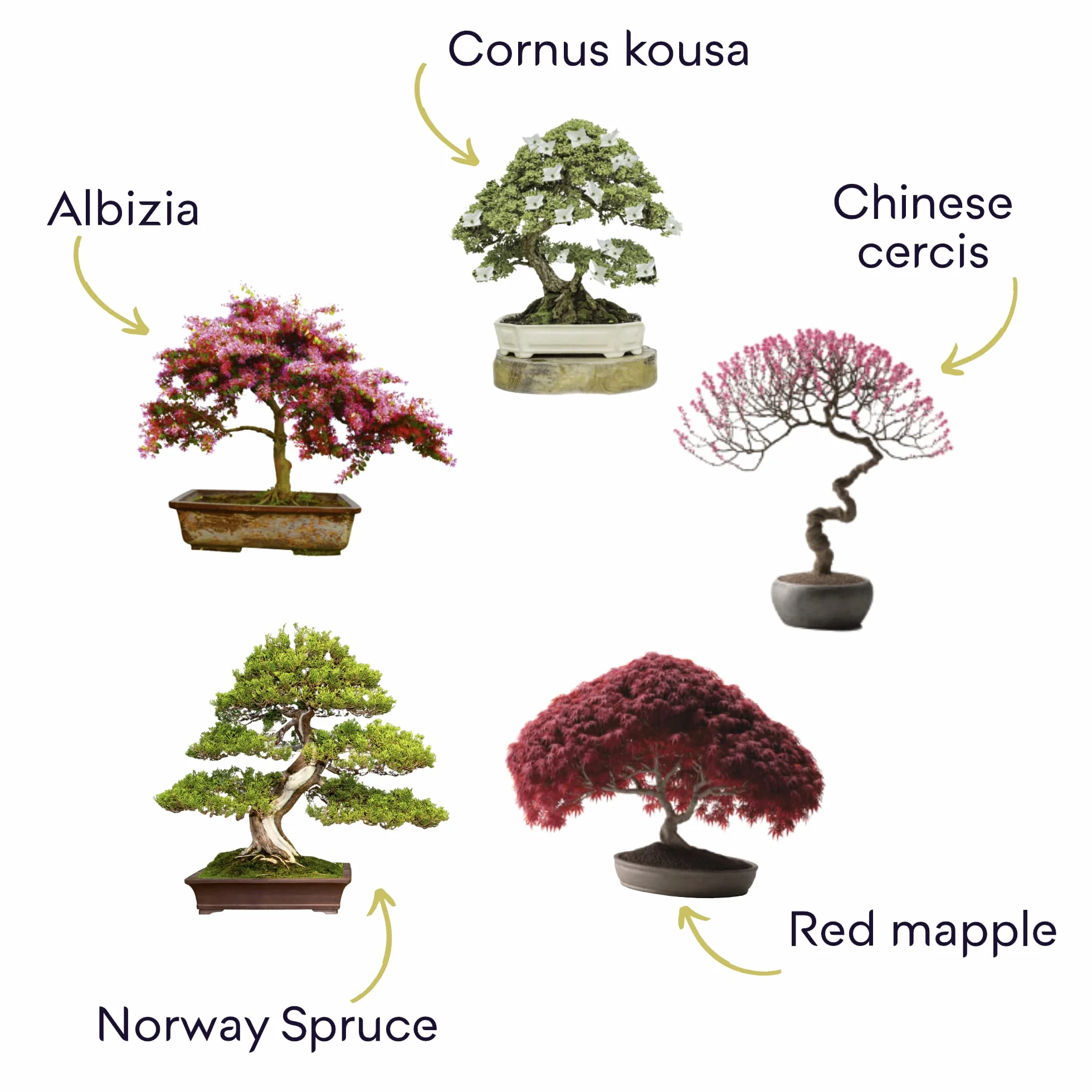 CULTIVEA® Gotowy do uprawy zestaw bonsai premium - ogród i dekoracja - pielęgnacja bonsai i naturalnych roślin - nić, nawóz, narzędzia, okrągłe nożyczki, małe nożyczki bonsai - oryginalny pomysł na