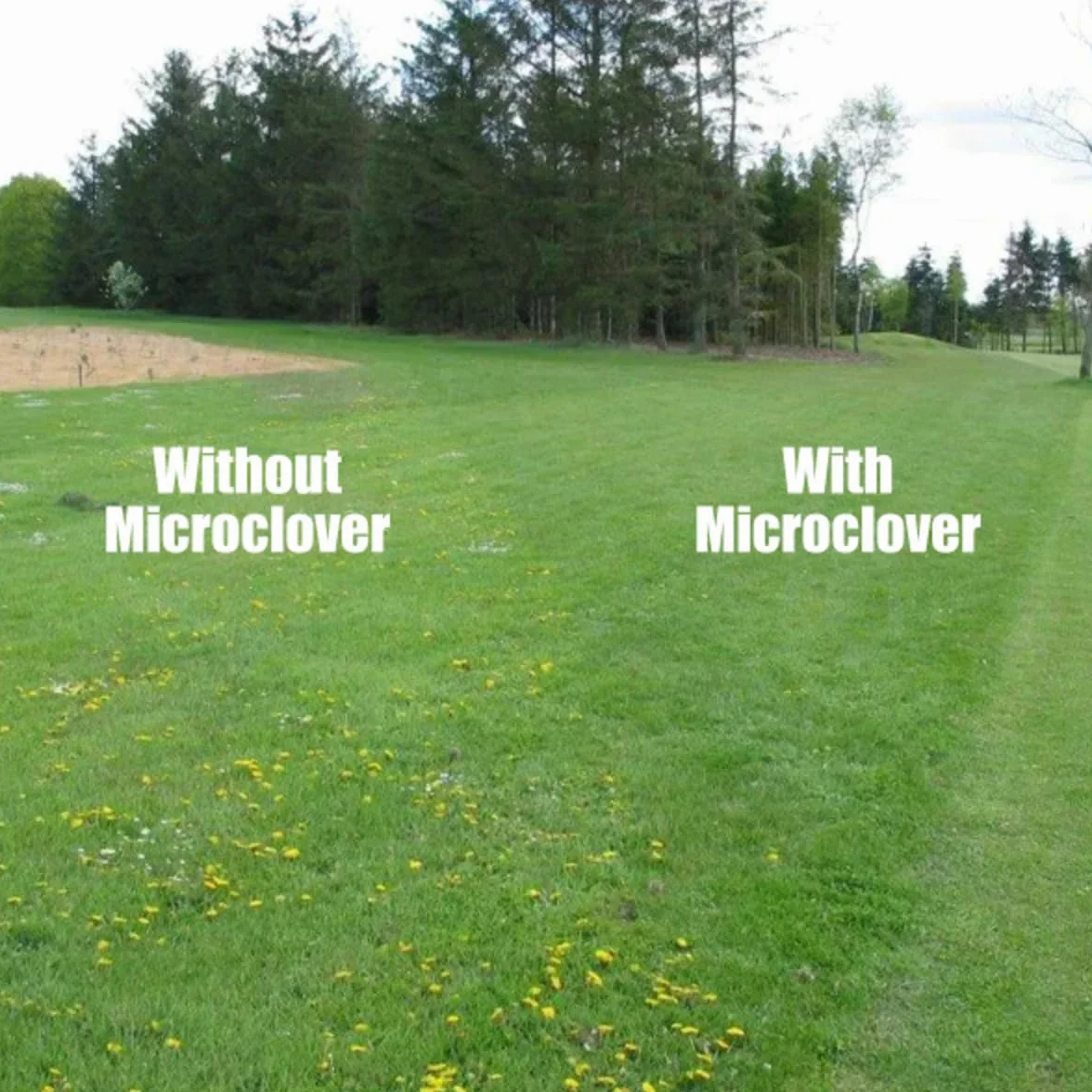 Trawnik Microclover - 100 G - 50 M2 - Wyższa tolerancja na ruch pieszy - Niskie wymagania pielęgnacyjne - Wzbogaca glebę - Naturalny środek chwastobójczy - Organizator