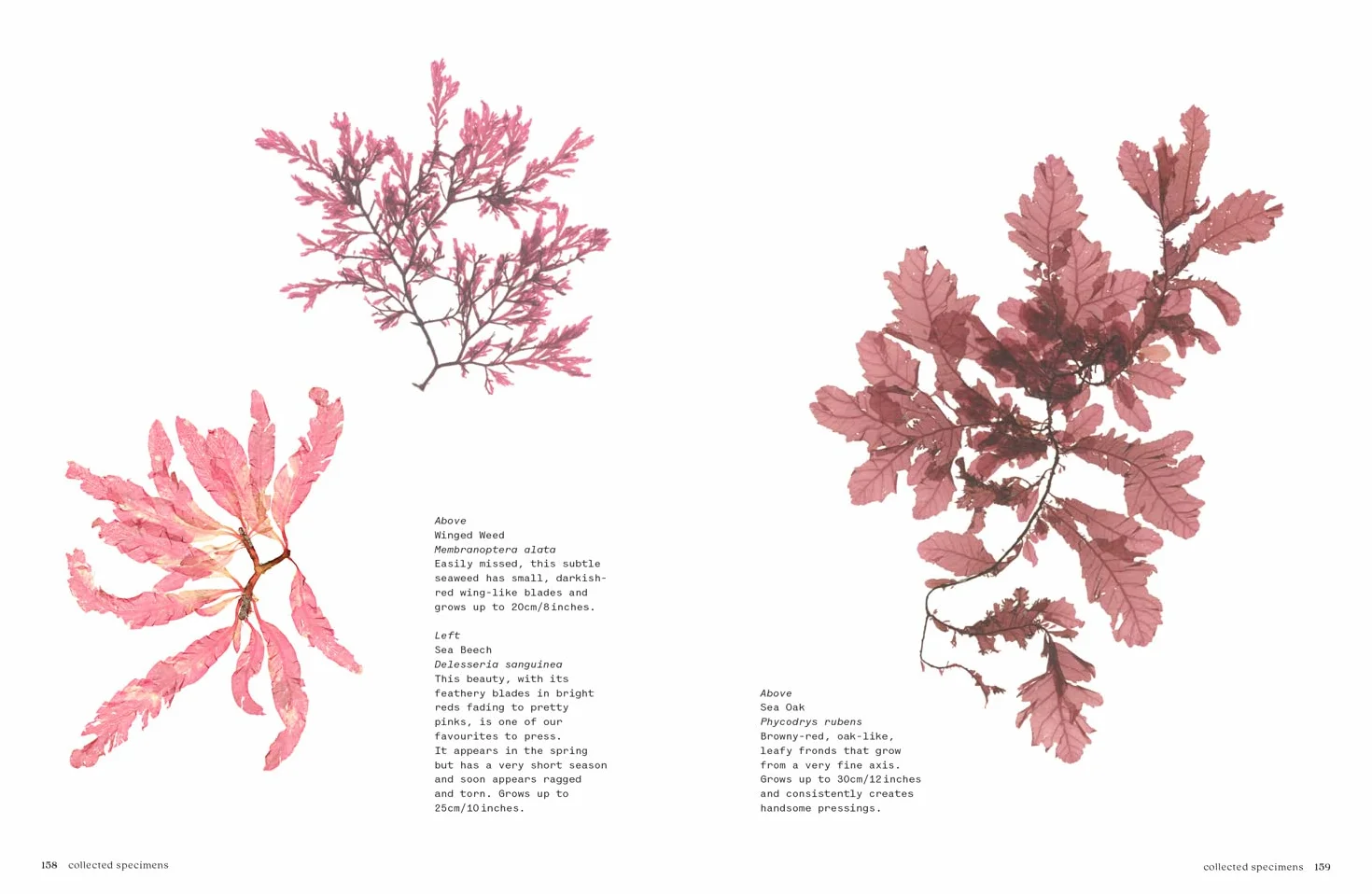Seaweed: The sustainable guide to our oceans, with crafts, foraging, collecting and pressing
