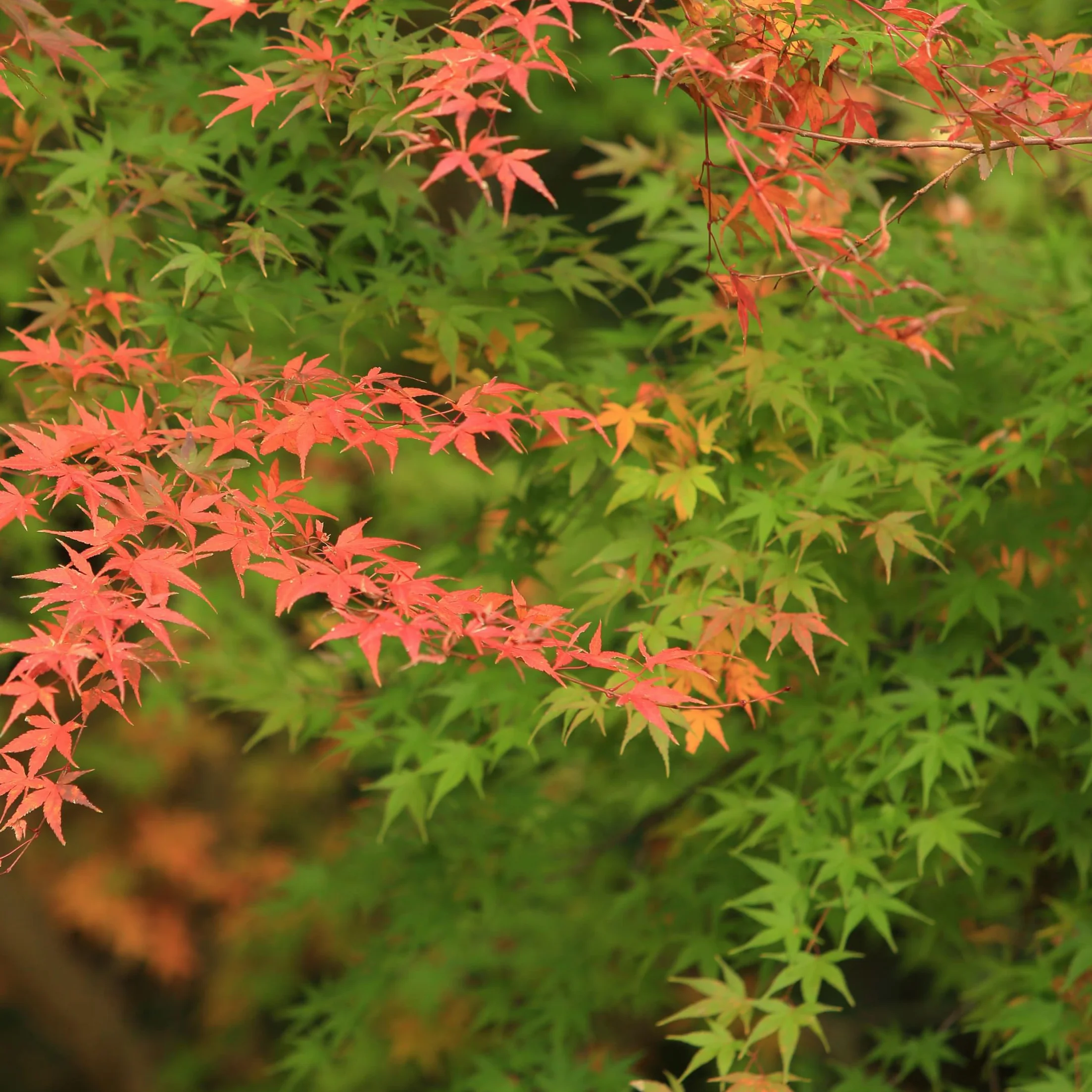Plant in a Box - Acer palmatum 'Moonrise' - klon japoński Odporny na zimę - Doniczka 19cm - Wysokość 40-50cm