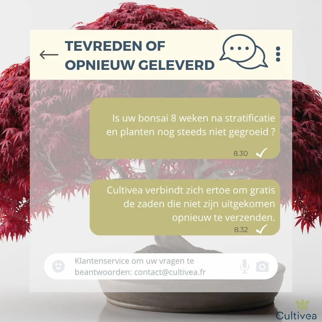 Cultivea Mini zestaw bonsai gotowy do uprawy - ogród i dekoracja - pomysł na prezent (czerwony klon, chiński Cercis, Juniperus, Liquidambar, świerk pospolity