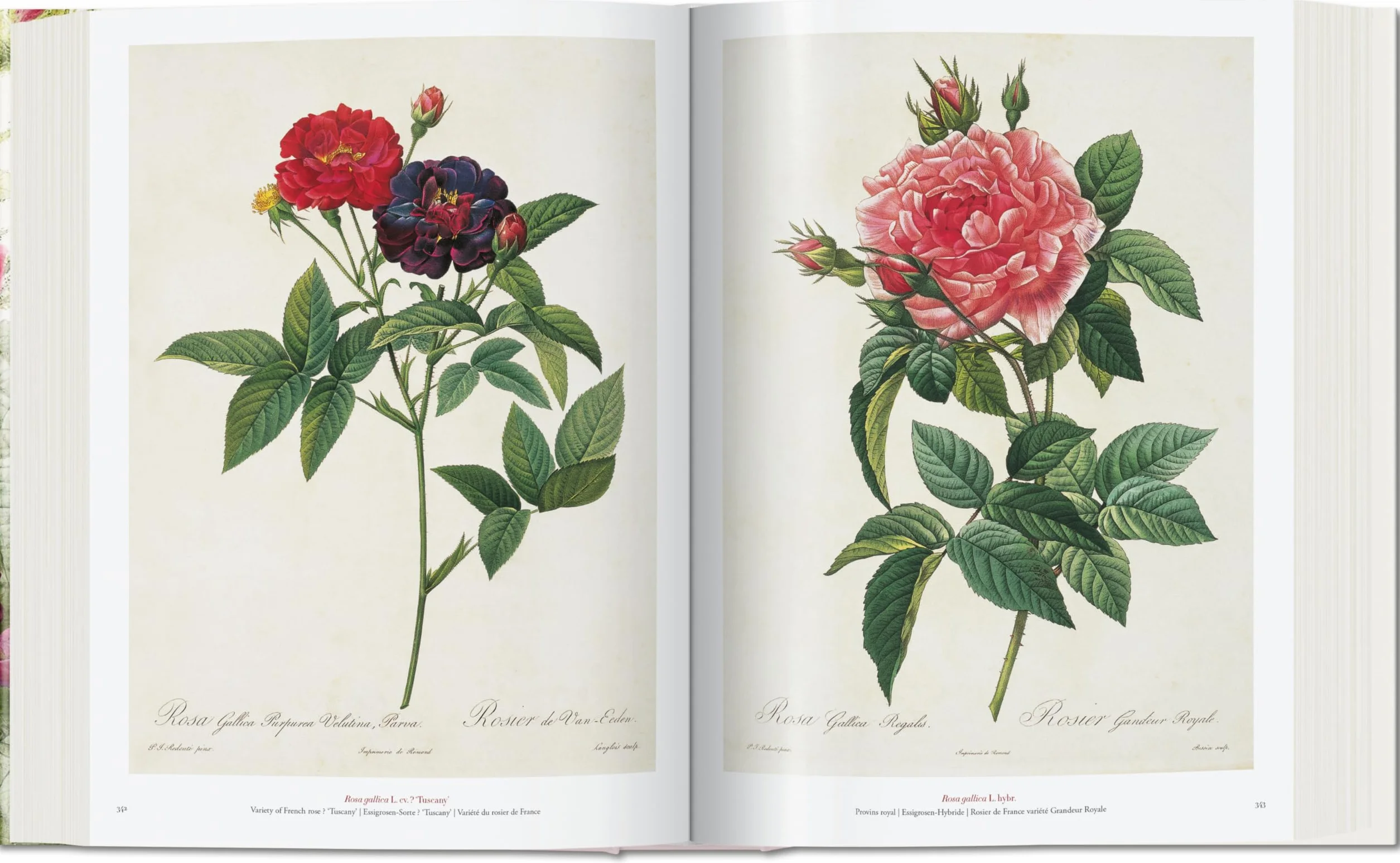 Redouté: El libro de las flores