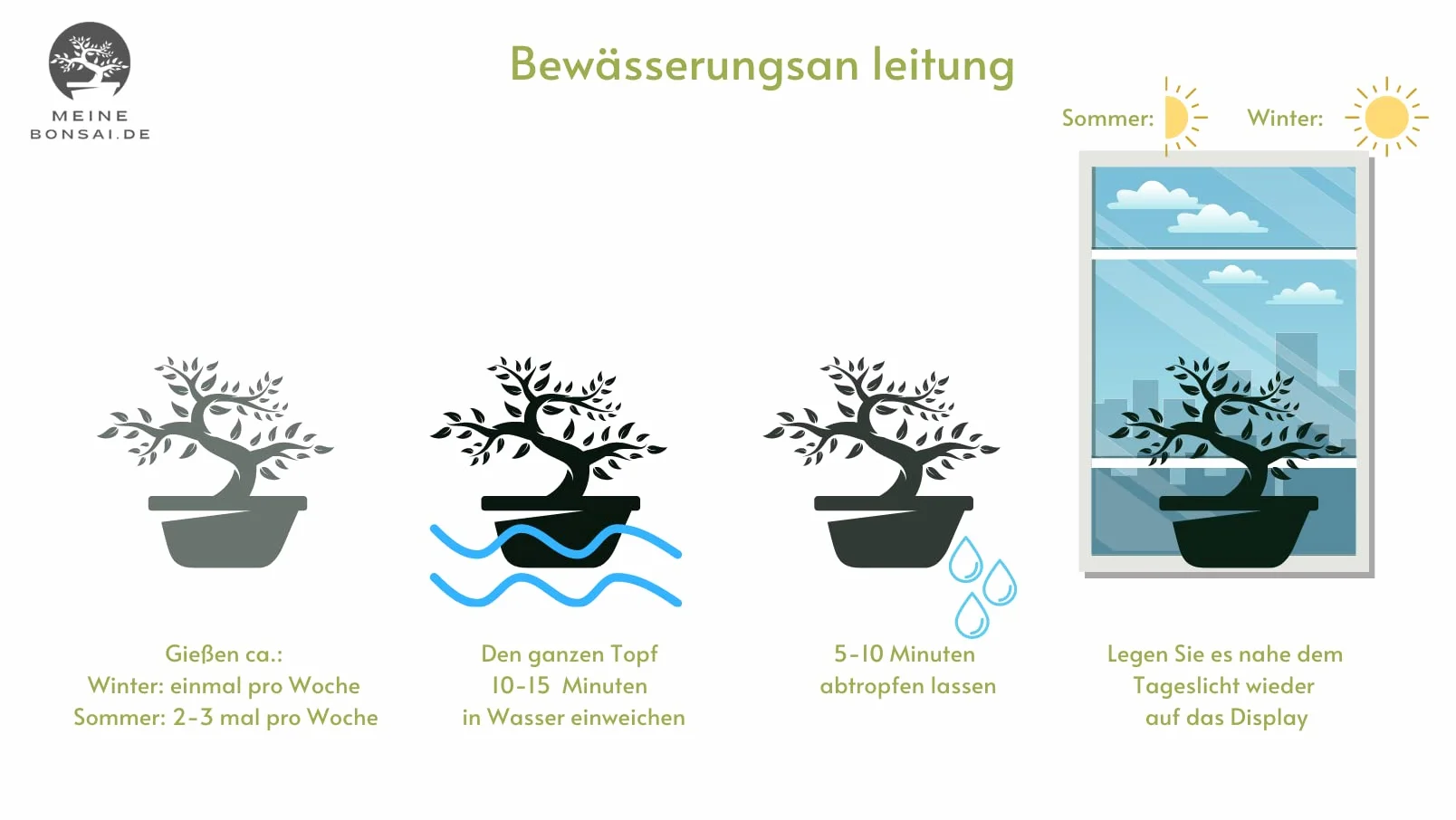 Drzewko bonsai, chiński ligustr, przybliżona żywotność 11 lat, 35-40 cm wysokości, wiecznie zielony, z podstawką