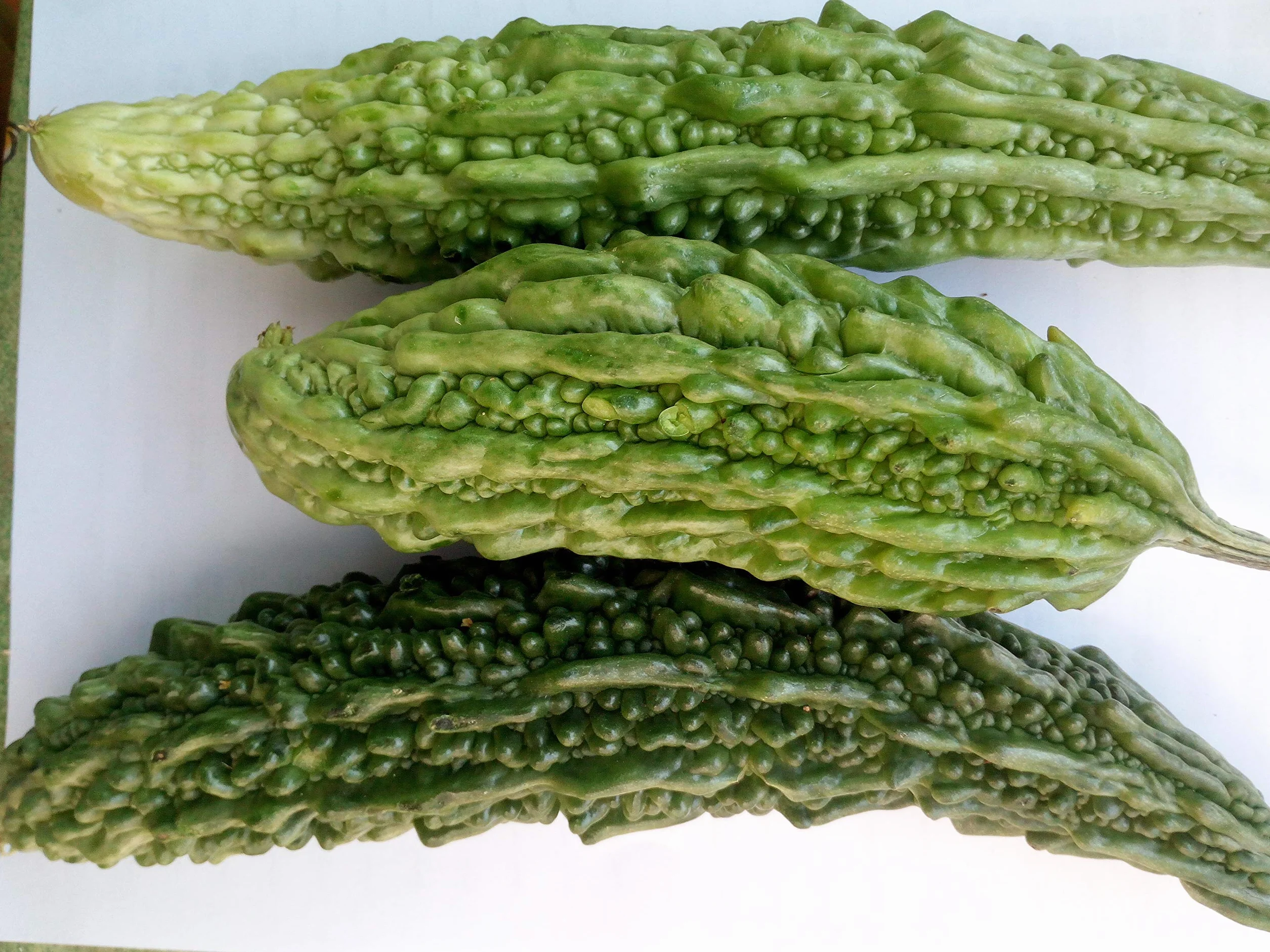 Gorzki melon, gorzki Gourd nasiona - Momordica charantia