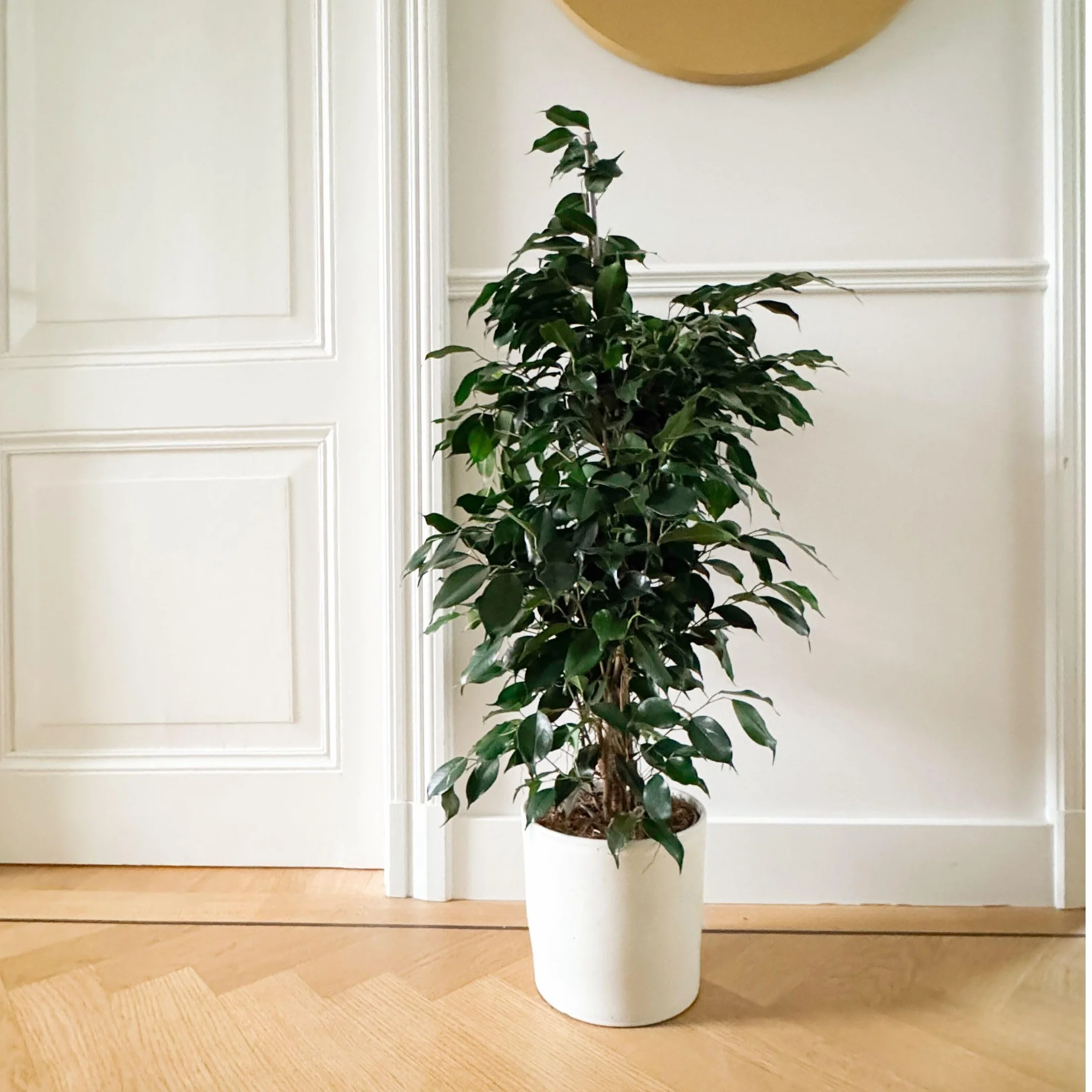 Plant in a Box - Ficus benjamina Danielle - Real Houseplant Large - Fiddle Plant - Doniczka 21cm - Wysokość 100-110cm