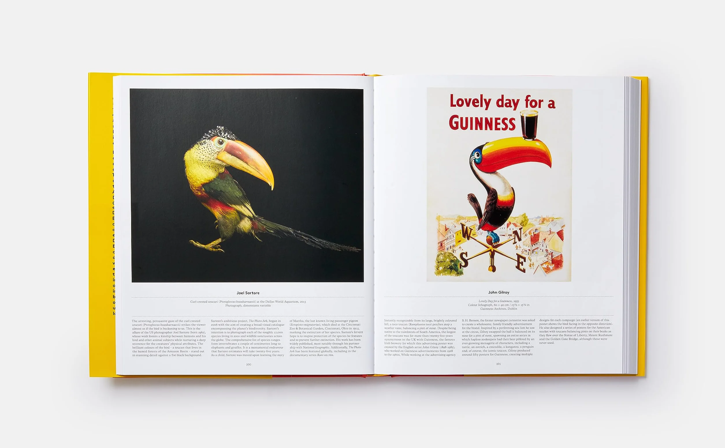 Bird: Exploring the winged world