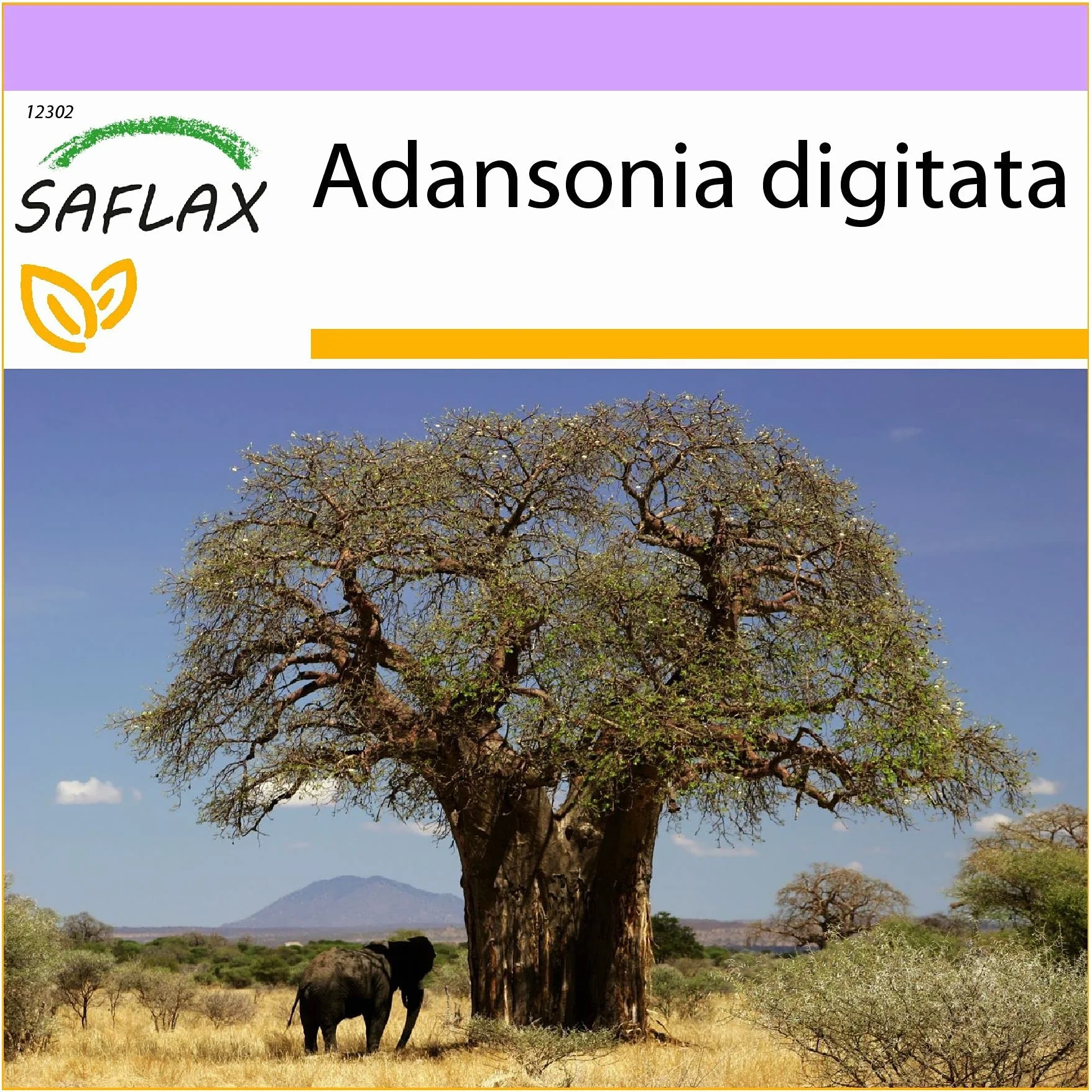 SAFLAX - Afrykańskie Drzewo Baobabu - 6 Nasiona - Adansonia digitata