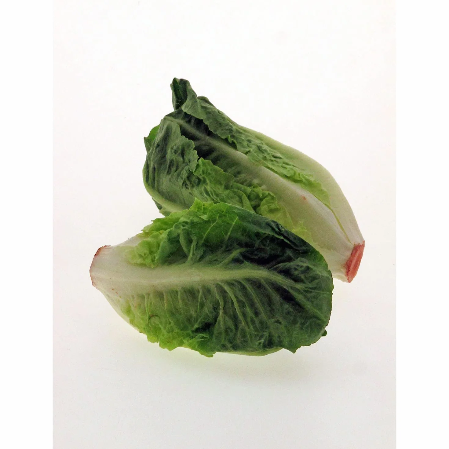 Sałata rzymska 'Little Gem' (Lactuca sativa) 500 nasion Serca sałatowe Sałata rzymska