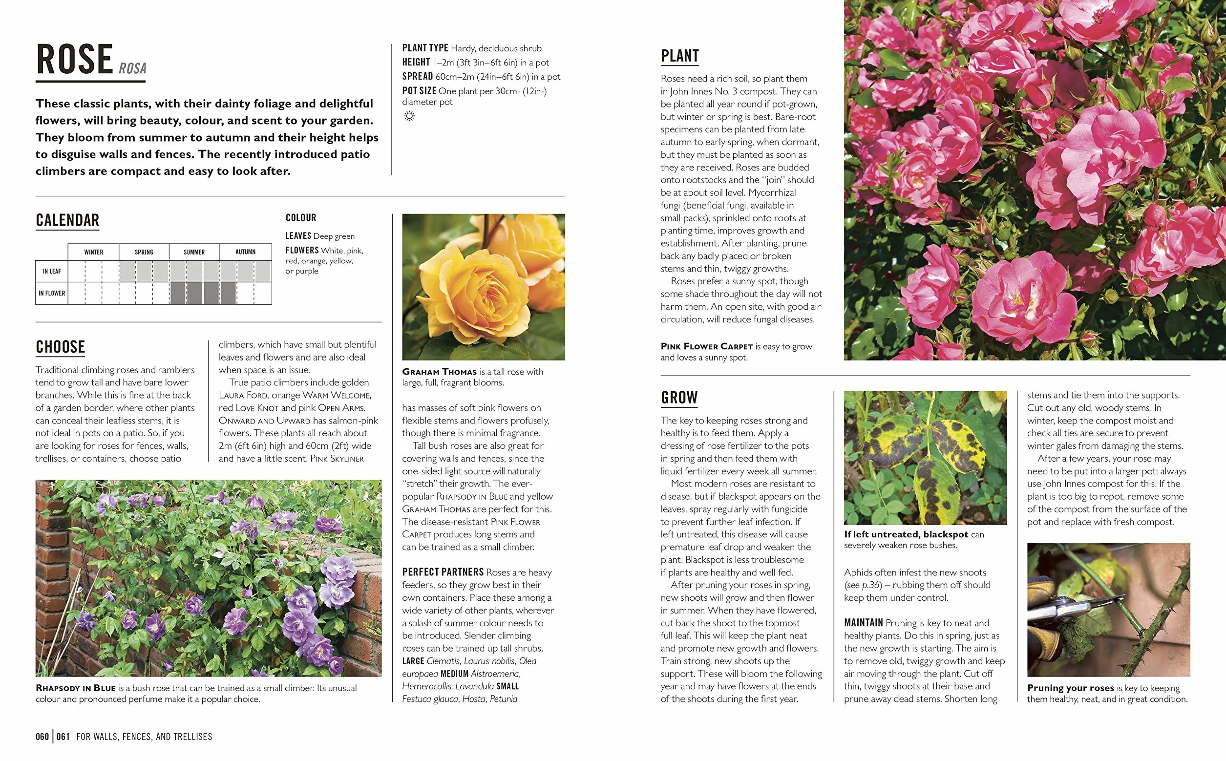 Grow Containers: Essential Know-how and Expert Advice for Gardening Success