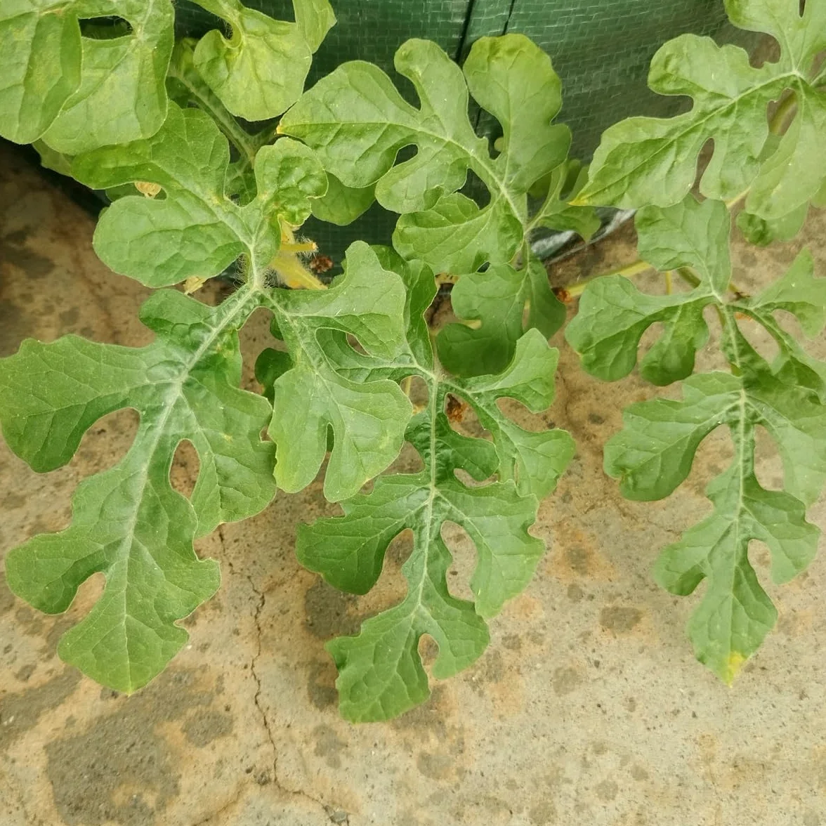 Arbuz 'Golden MIdget' (Citrullus lanatus) - ok. 5 nasion