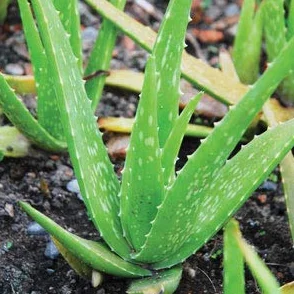 Fresh 300szt zielonych nasion roślin Aloe Vera do sadzenia na zielono