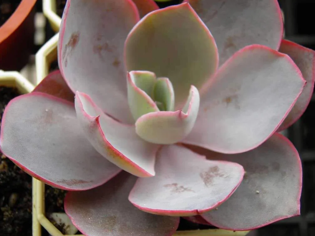 Germany Mixed ECHEVERIA laui 3 Types Mixed Cactus Seeds 20pcs/Pack