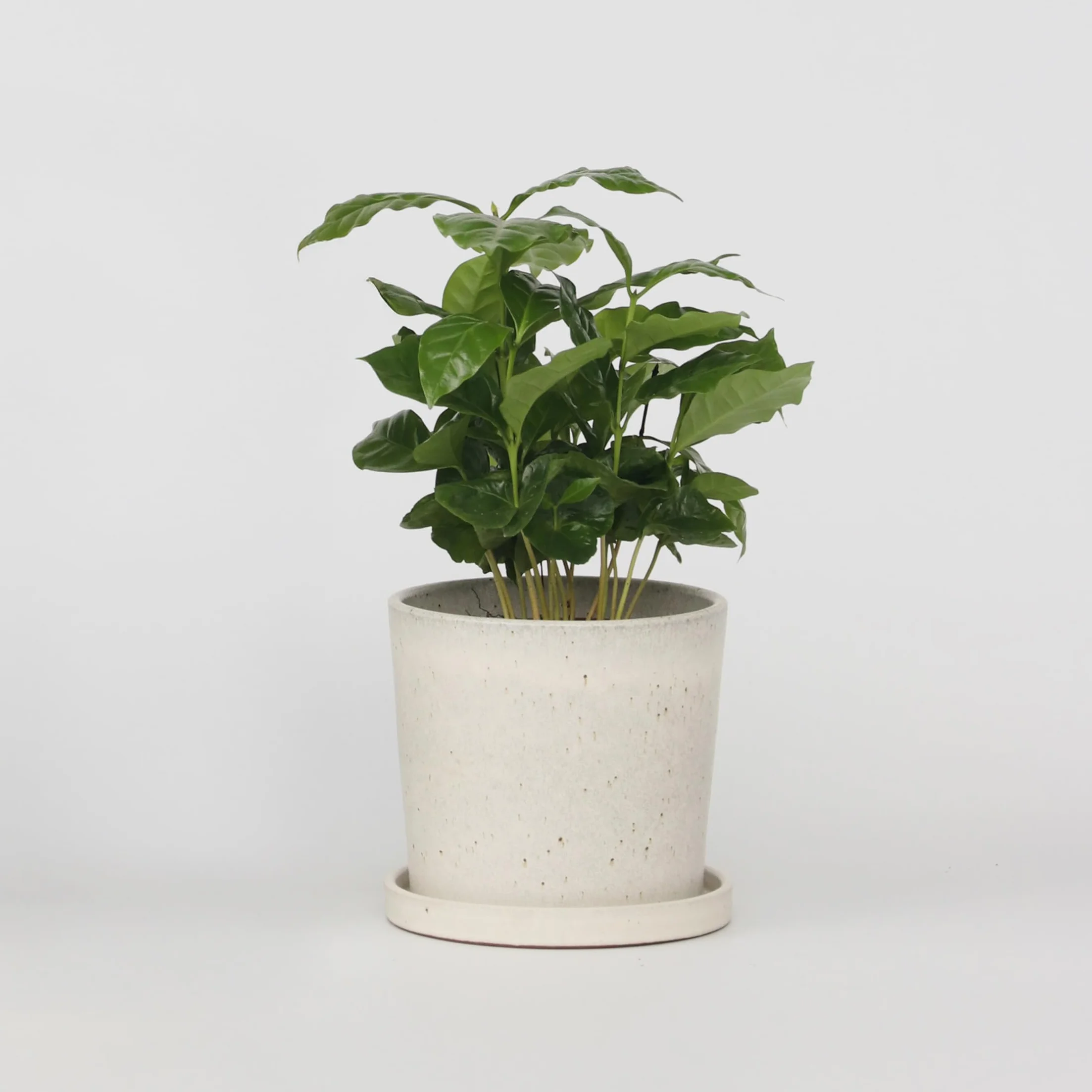 Plant in a Box - Kawowiec - Coffea arabica - Wysokość 25-40cm - Pot 12cm - Roślina doniczkowa - Zielony
