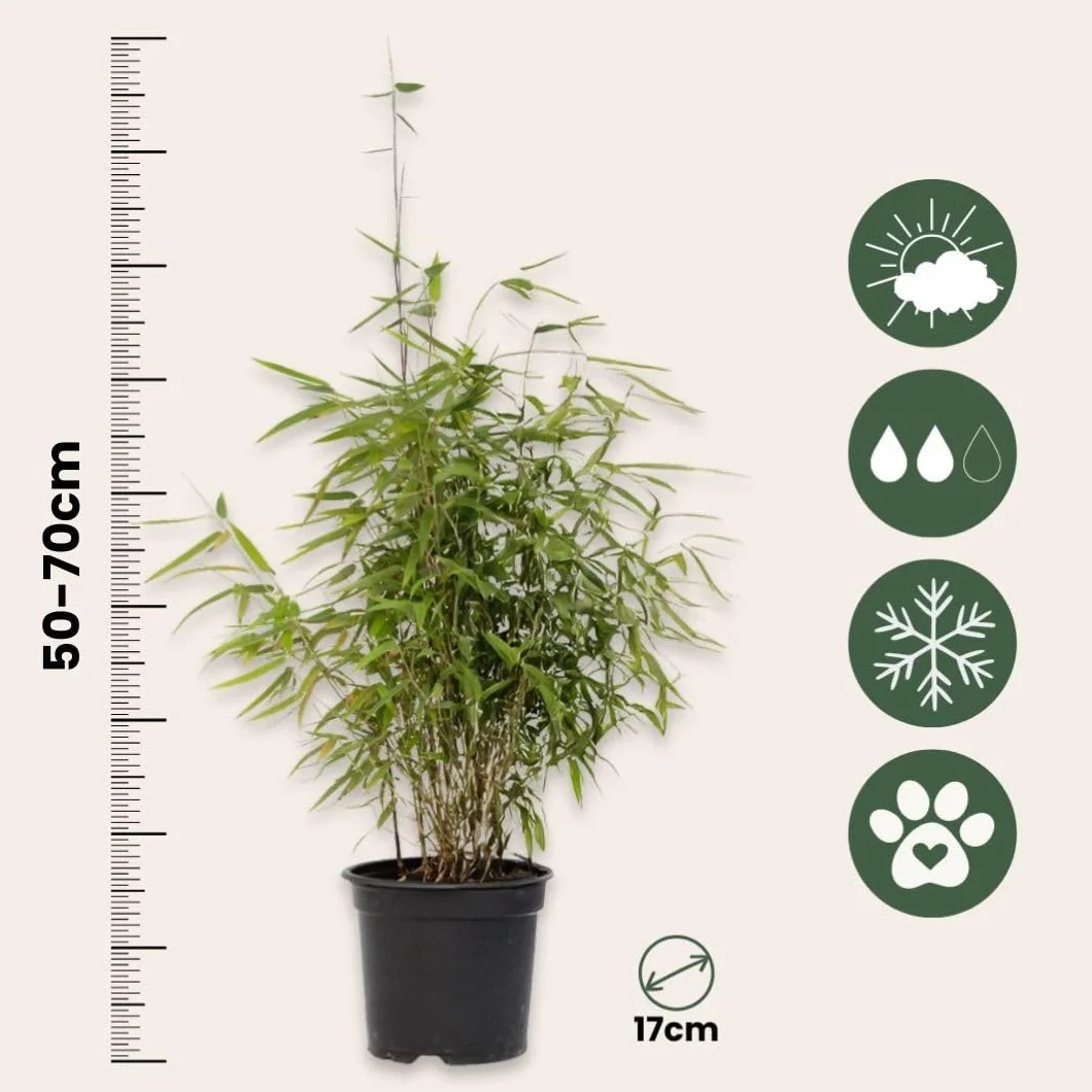 Plant in a Box - Fargesia lśniąca - Fargesia nitida 'Gansu' - Wysokość 60-80cm - Doniczka 17cm - Bambus nieinwazyjny - Zielony