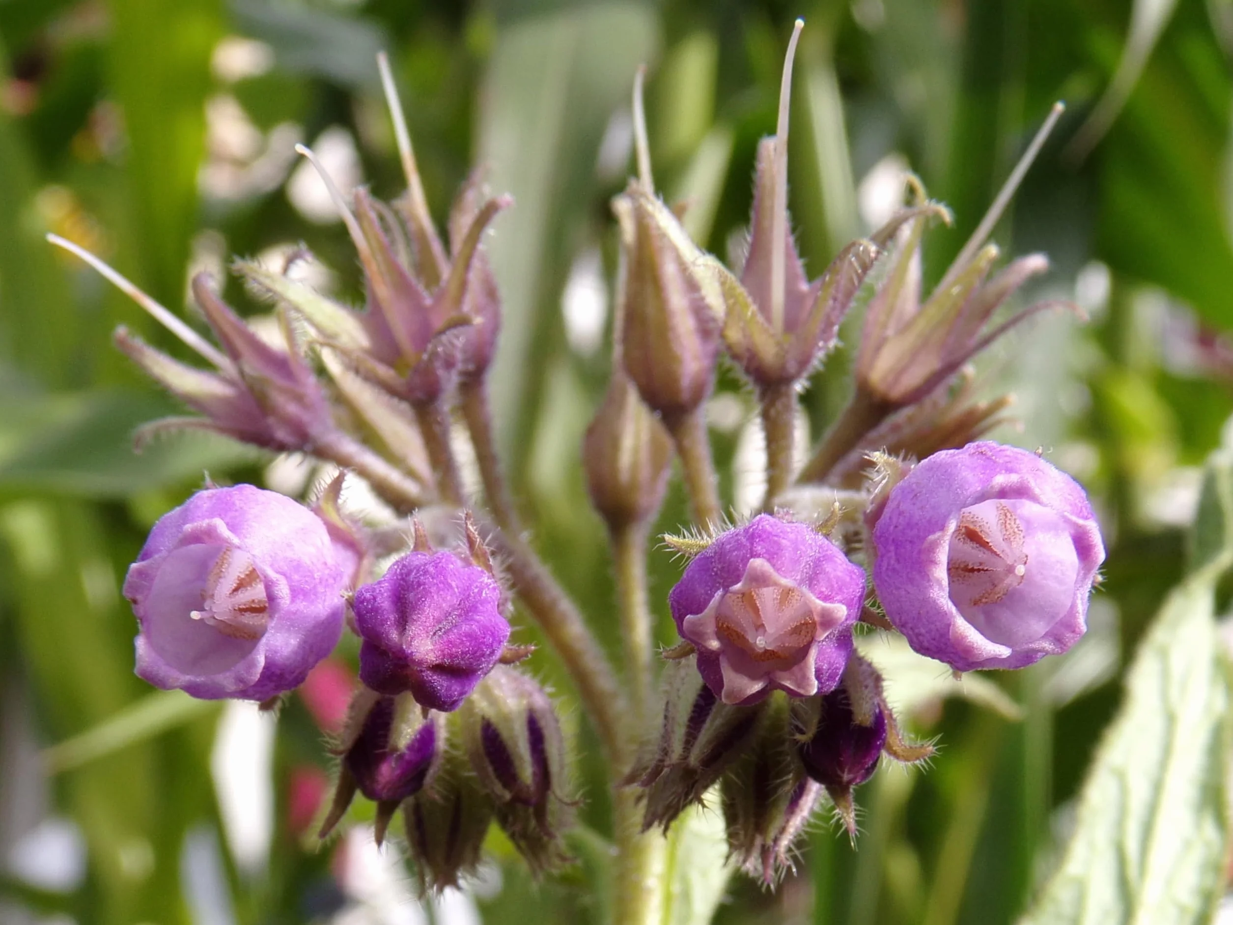 Żywokost NT - Symphytum Officinale (zielony nawóz) SEM14