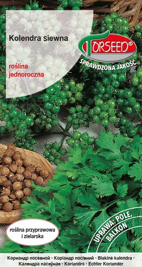 Polskie dziedzictwo nasion kolendry Coriandrum sativum – wysokie korzyści zdrowotne dla trawienia, wszechstronność kulinarna, jednoroczne zioło, prosty wysiew w kwietniu, zrównoważona uprawa