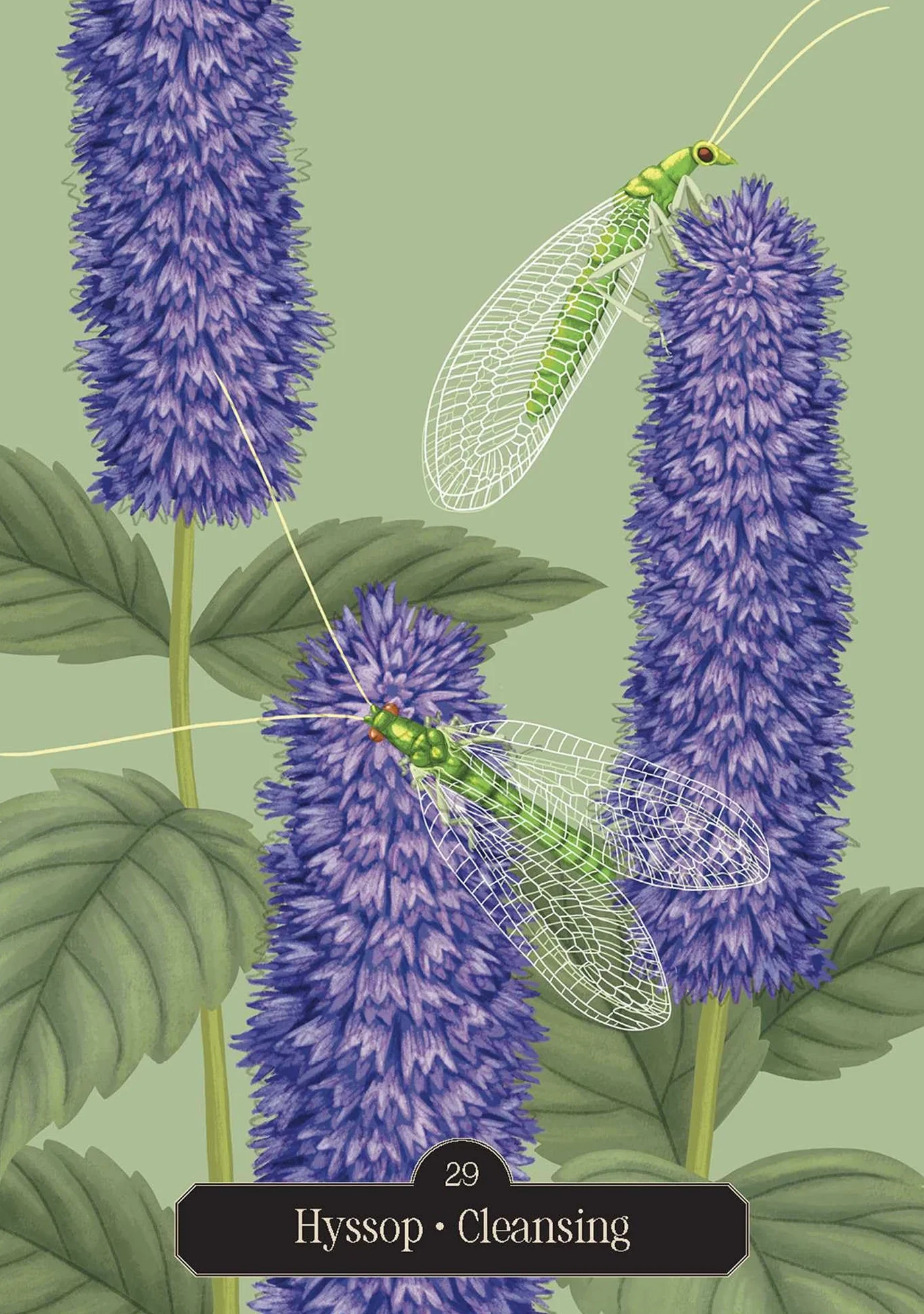 Kate Forsyth's Hedgewitch Oracle