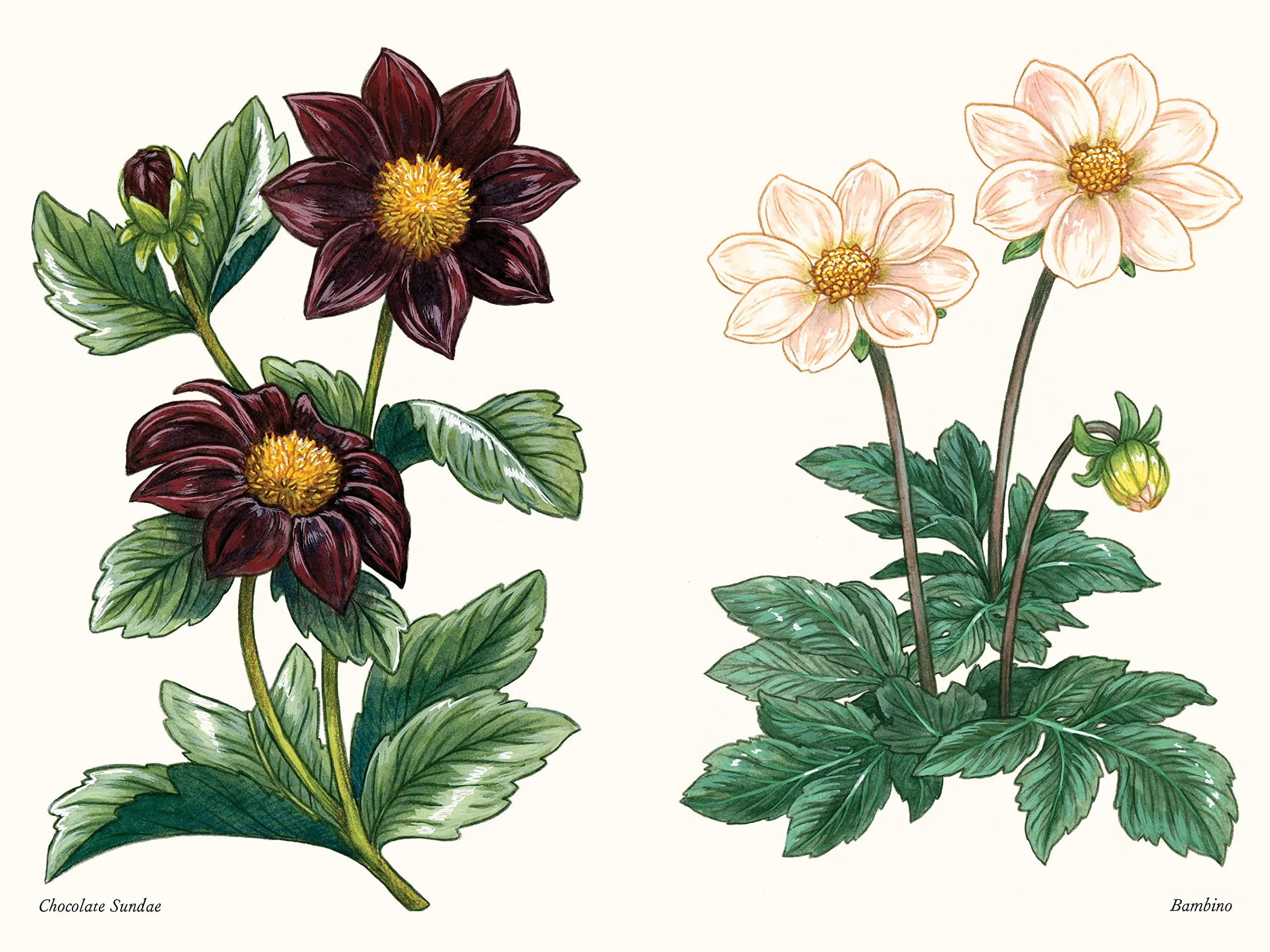 Dahlias: A Little Book of Flowers