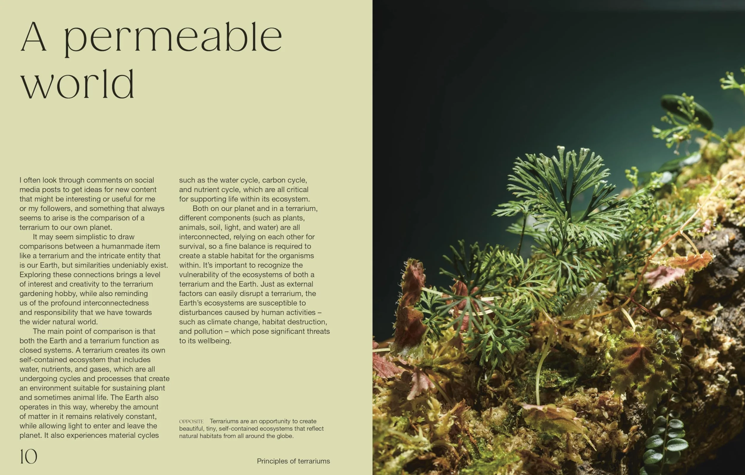 Hello Tiny World: An Enchanting Journey into the World of Creating Terrariums
