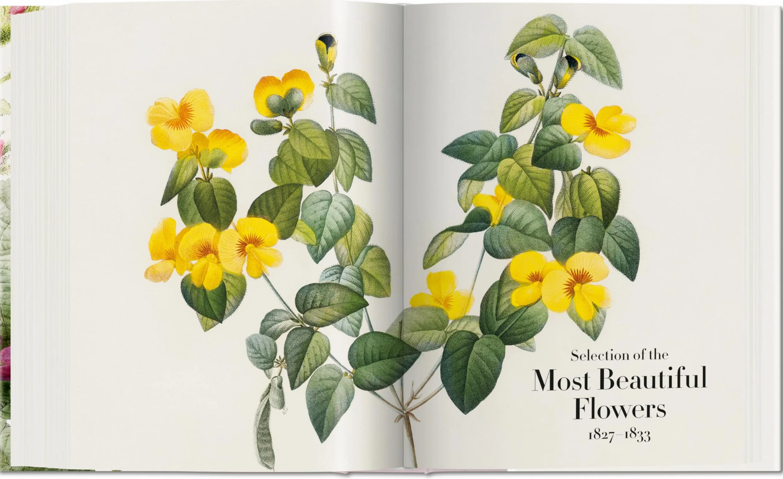 Redouté: El libro de las flores