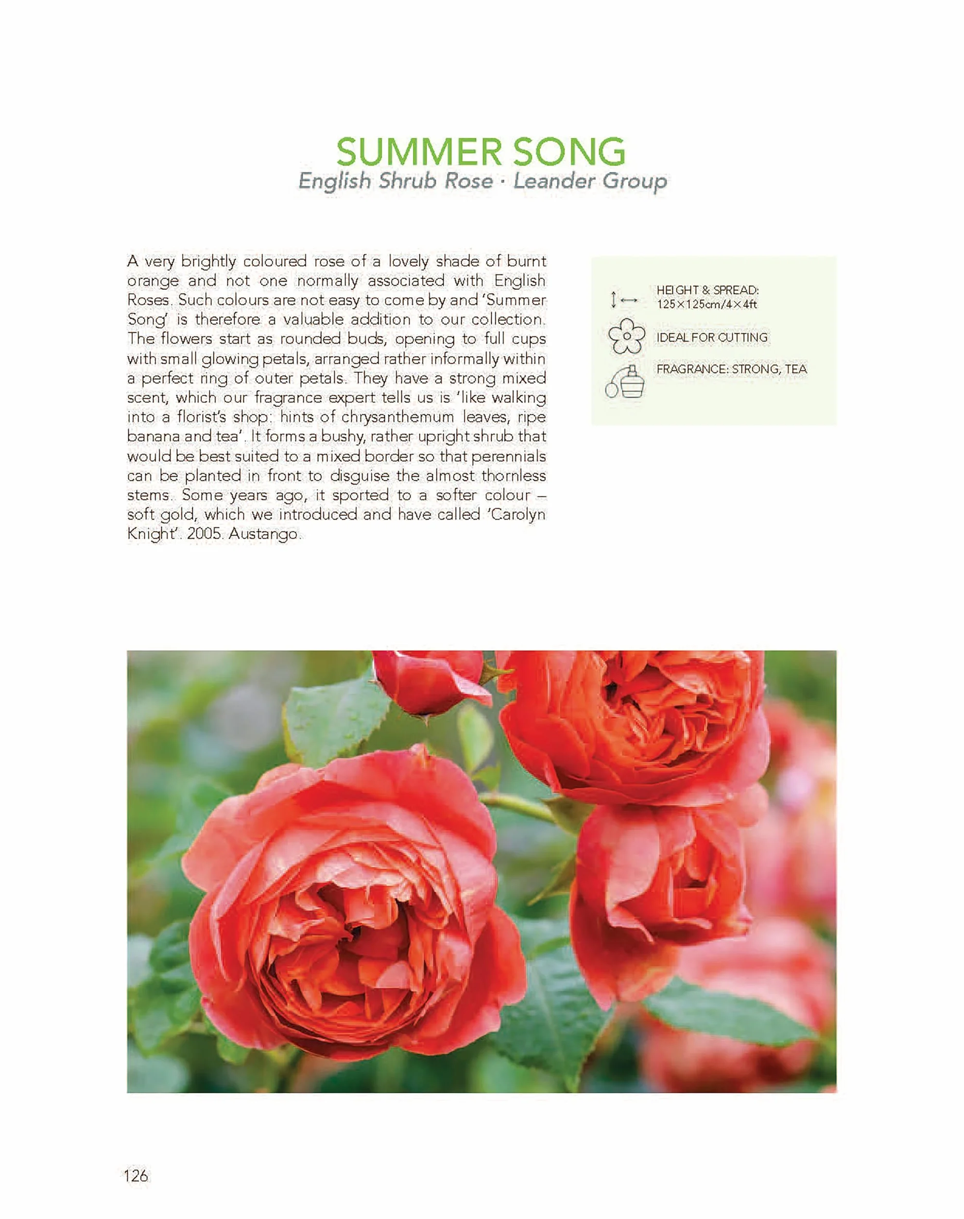 David Austin's English Roses