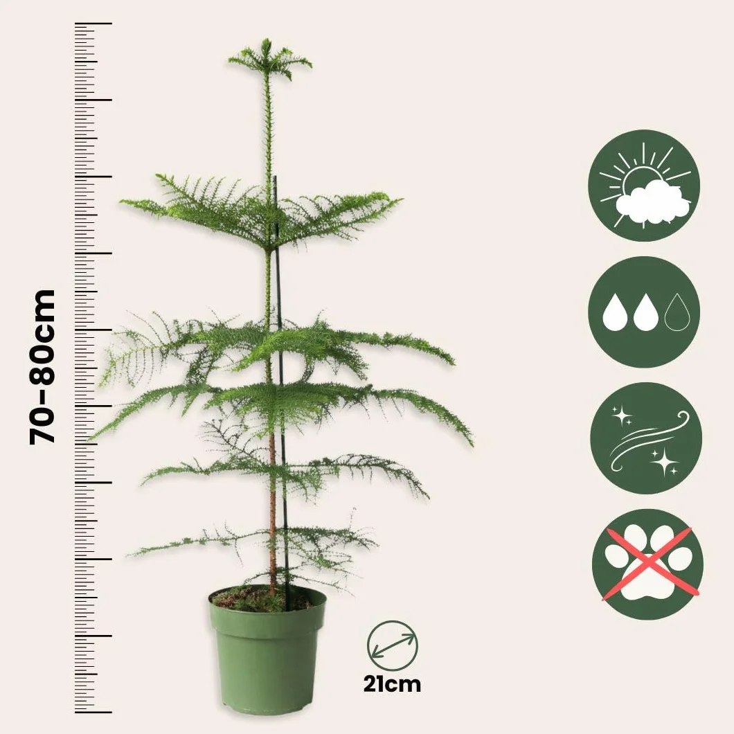 Plant in a Box - Araucaria Heterophylla - Sosna Norfolk - Sosna Pokojowa - Doniczka 21cm - Wysokość 70-80cm