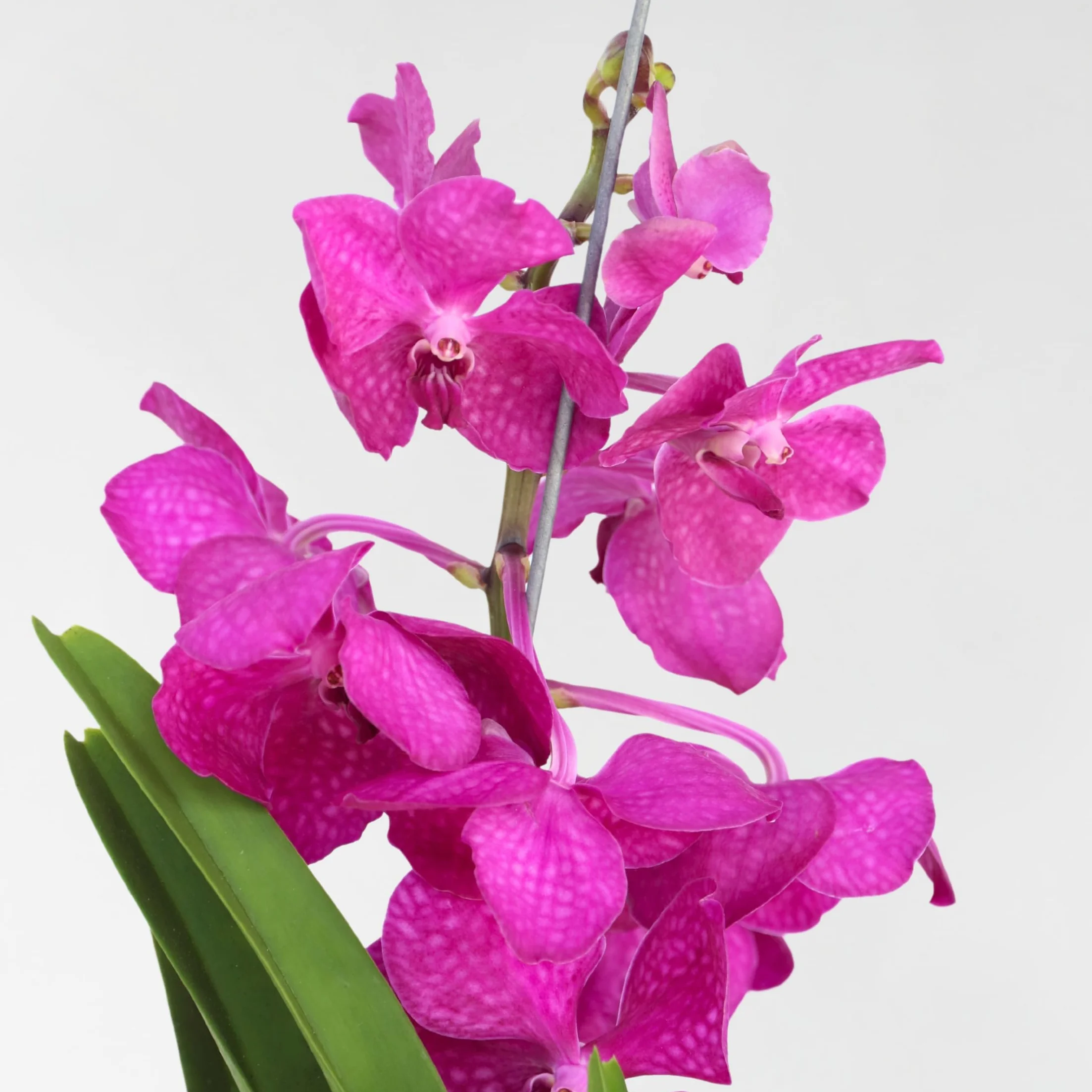 Plant in a Box - Orchidea Vanda 'Tayanee Cerise' - Kremowo-biała - Wysokość 65cm
