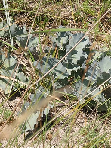 Jarmuż morski (Crambe maritima) 10 nasion Jarmuż morski Jarmuż plażowy Jarmuż przybrzeżny