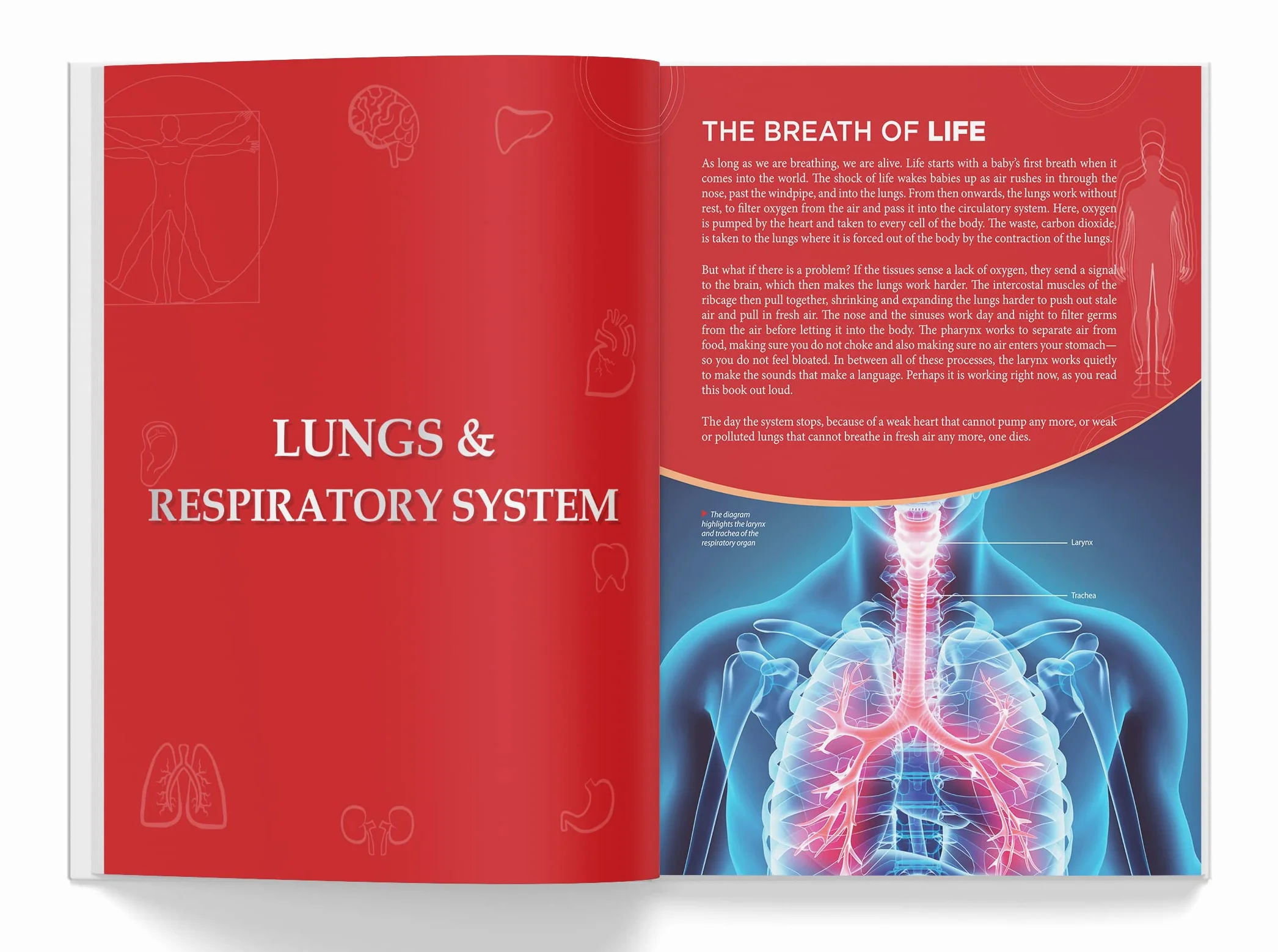 Knowledge Encyclopedia: Human Body