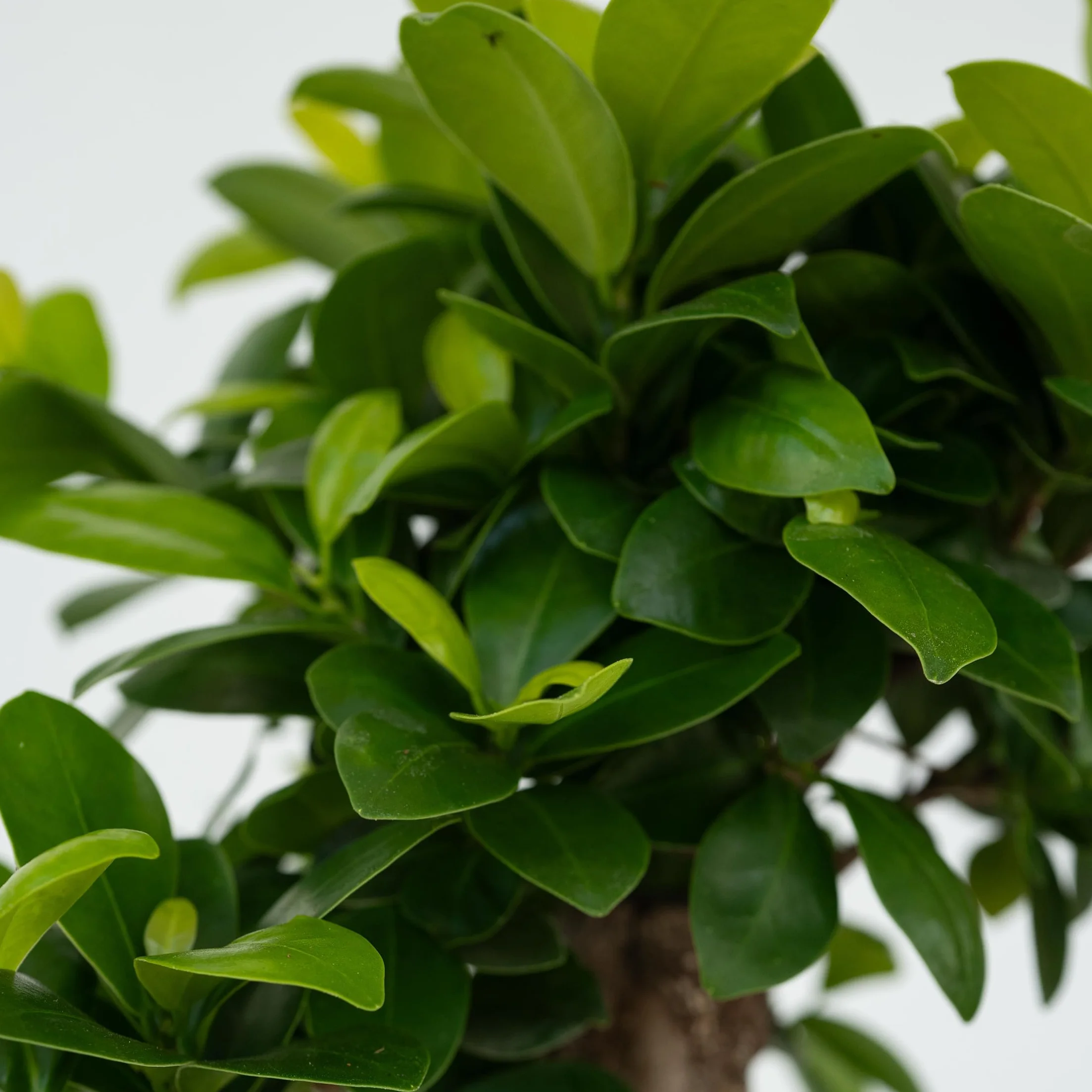 Plant in a Box - Ficus Ginseng S-Shape - Bonsai - Japański Bonsai - Doniczka 20cm - Wysokość 55-65cm