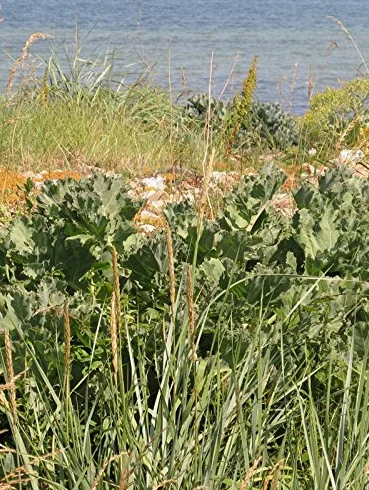 Jarmuż morski (Crambe maritima) 10 nasion Jarmuż morski Jarmuż plażowy Jarmuż przybrzeżny