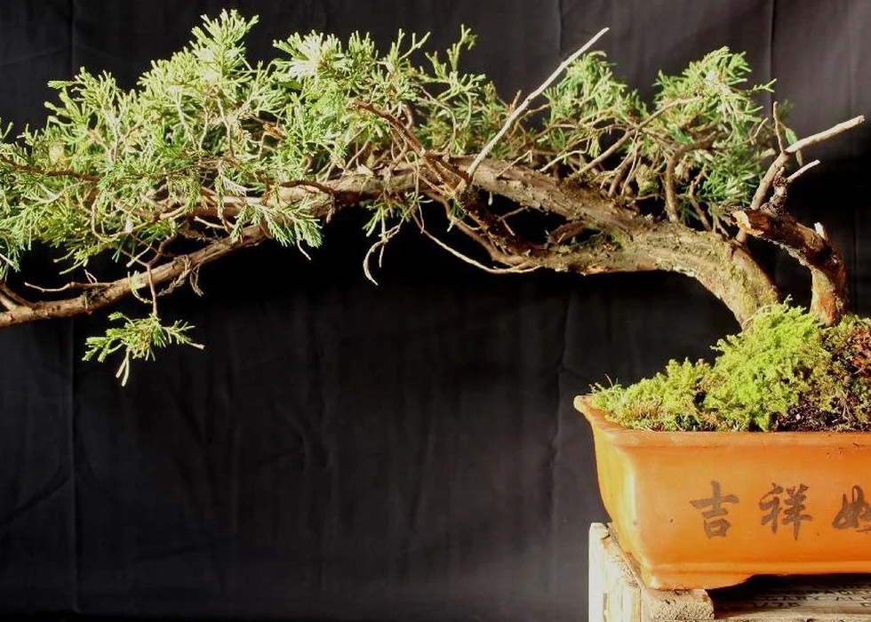 SAFLAX - Bonsai - Cedr Libański - 20 Nasiona - Z pożywką wolną od zarazków - Cedrus libani