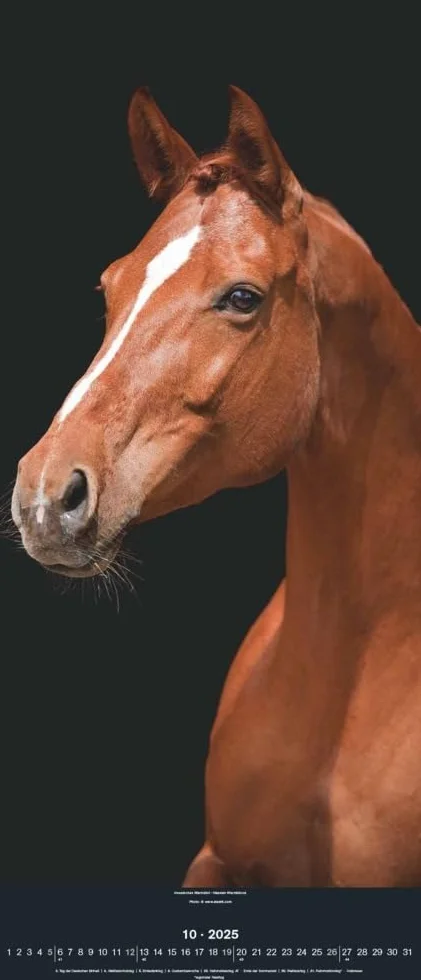 N NEUMANNVERLAGE - Beautiful Horses 2025 Wandkalender, 30x70cm, Kalender mit zwölf grandiosen Pferdeportraits, außergewöhnliche Aufnahmen, Spiralbindung und internationales Kalendarium