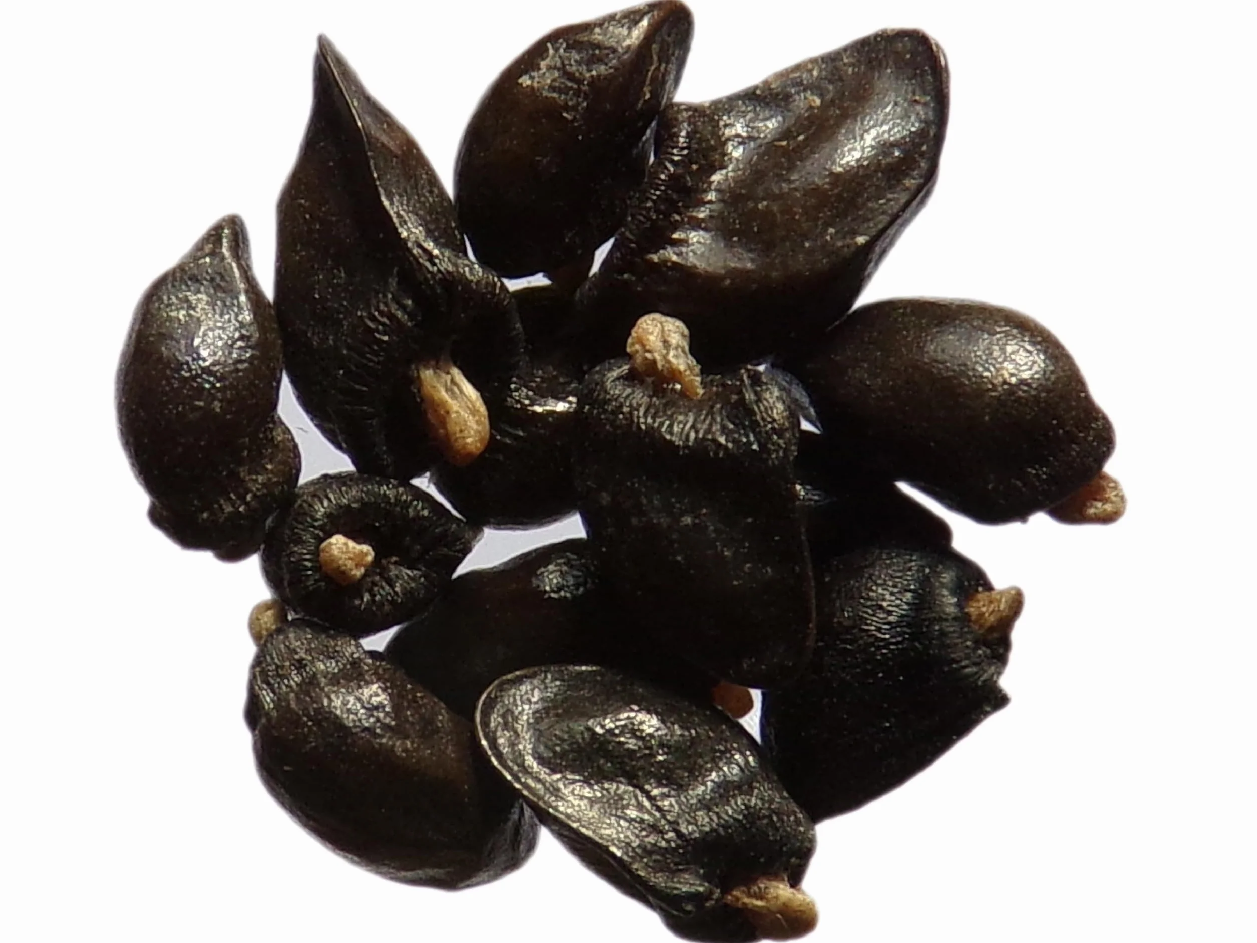 Żywokost NT - Symphytum Officinale (zielony nawóz) SEM14