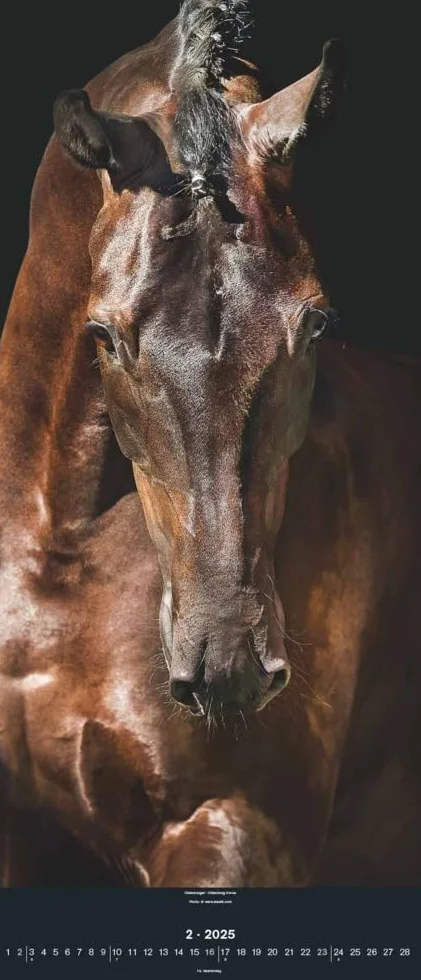 N NEUMANNVERLAGE - Beautiful Horses 2025 Wandkalender, 30x70cm, Kalender mit zwölf grandiosen Pferdeportraits, außergewöhnliche Aufnahmen, Spiralbindung und internationales Kalendarium